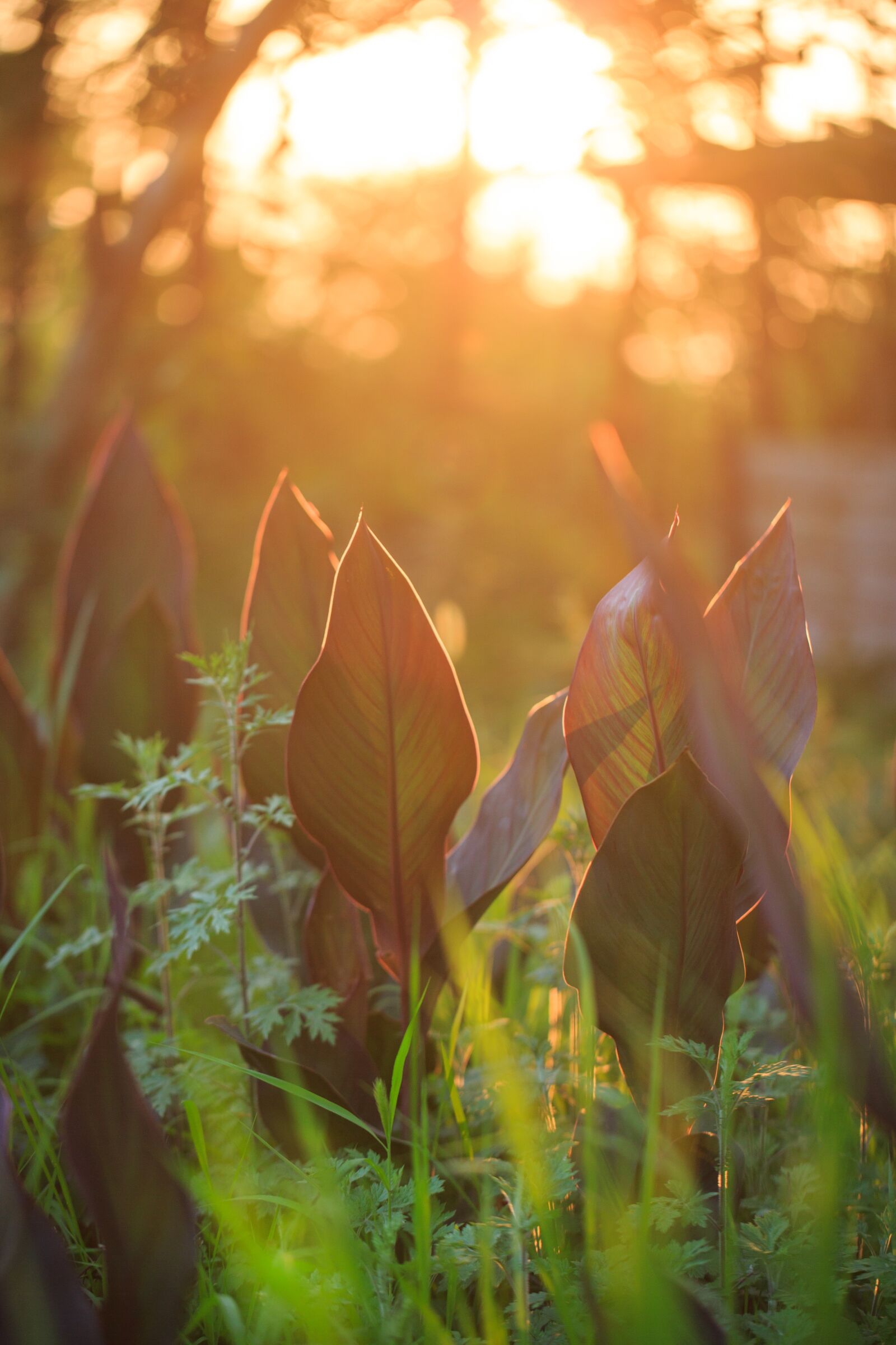 Canon EF 100mm F2.8L Macro IS USM sample photo. Sunset, grass, plant photography