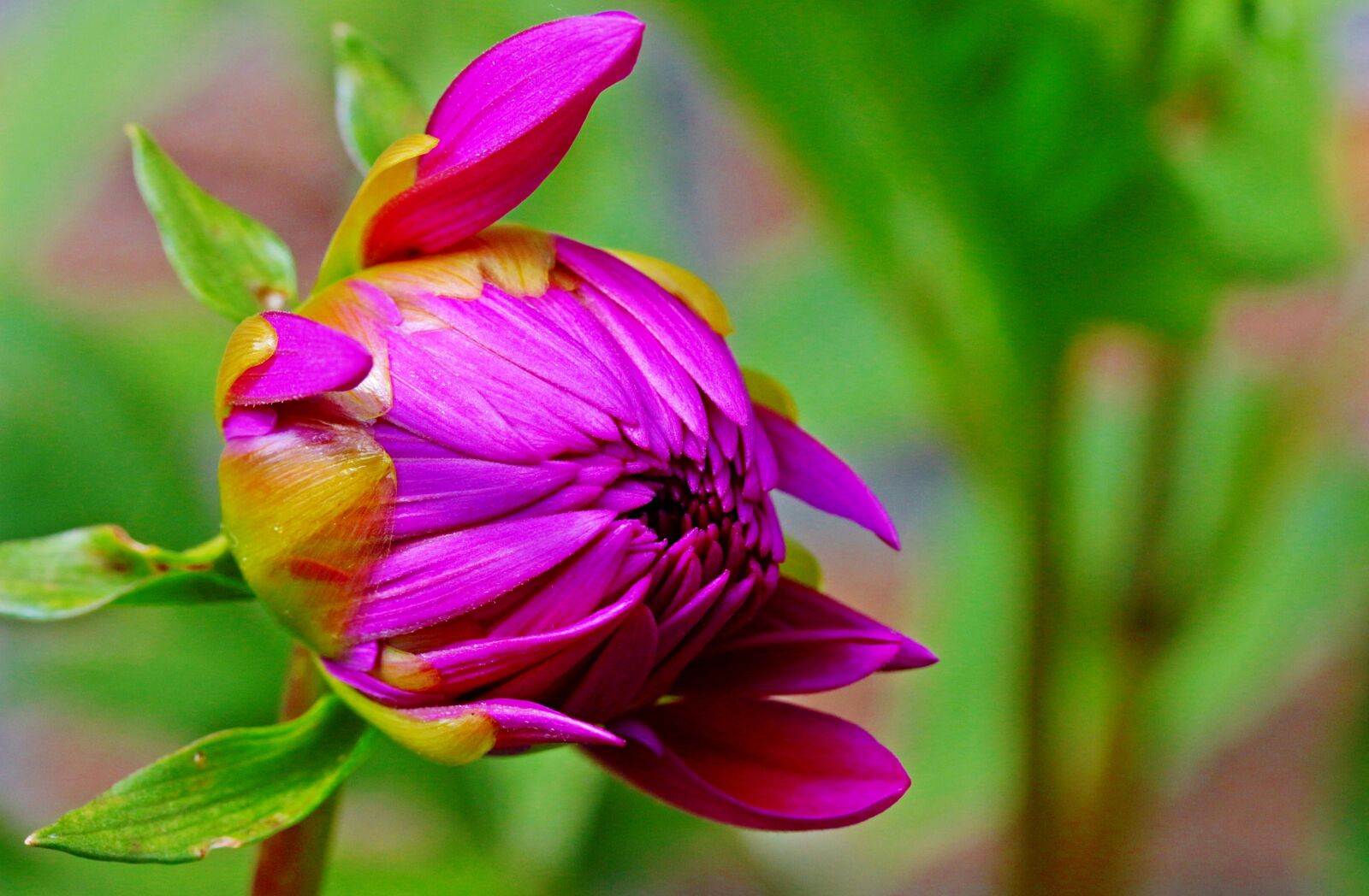 Canon EOS 650D (EOS Rebel T4i / EOS Kiss X6i) sample photo. Dahlia, flower, composites photography