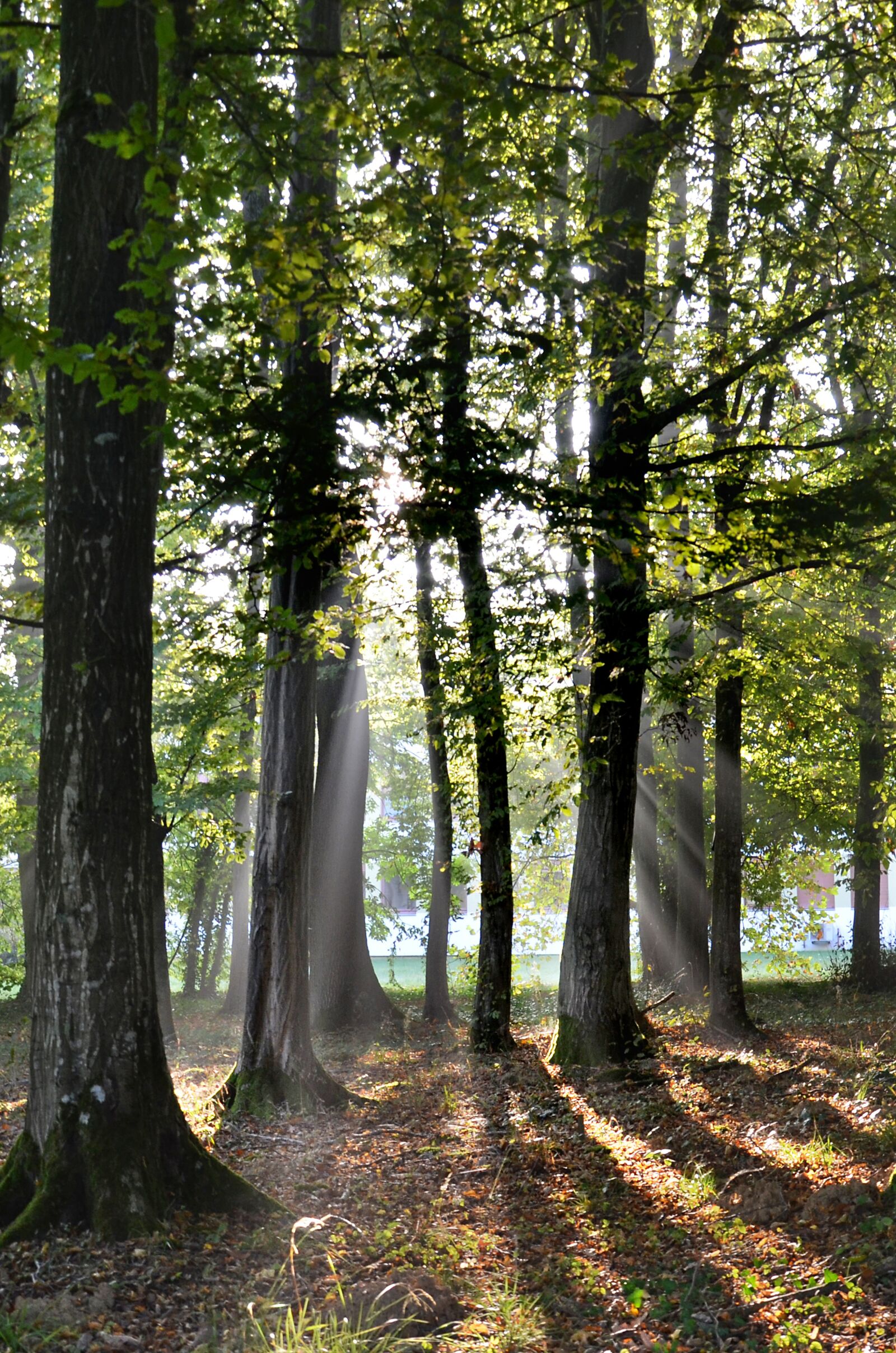 Nikon D5100 sample photo. Sun, ray, landscape photography