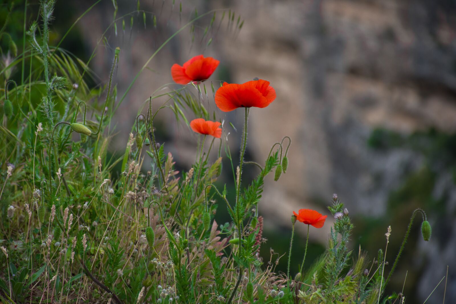 Nikon D7200 sample photo. Flowers, poppies, nature photography