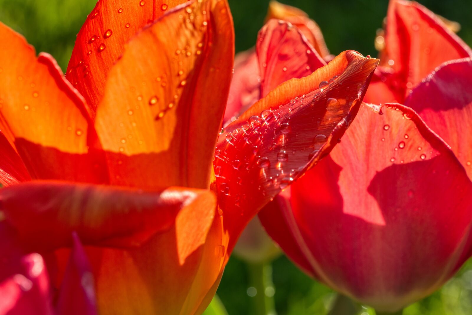 Nikon D750 sample photo. Tulips, petals, structure photography