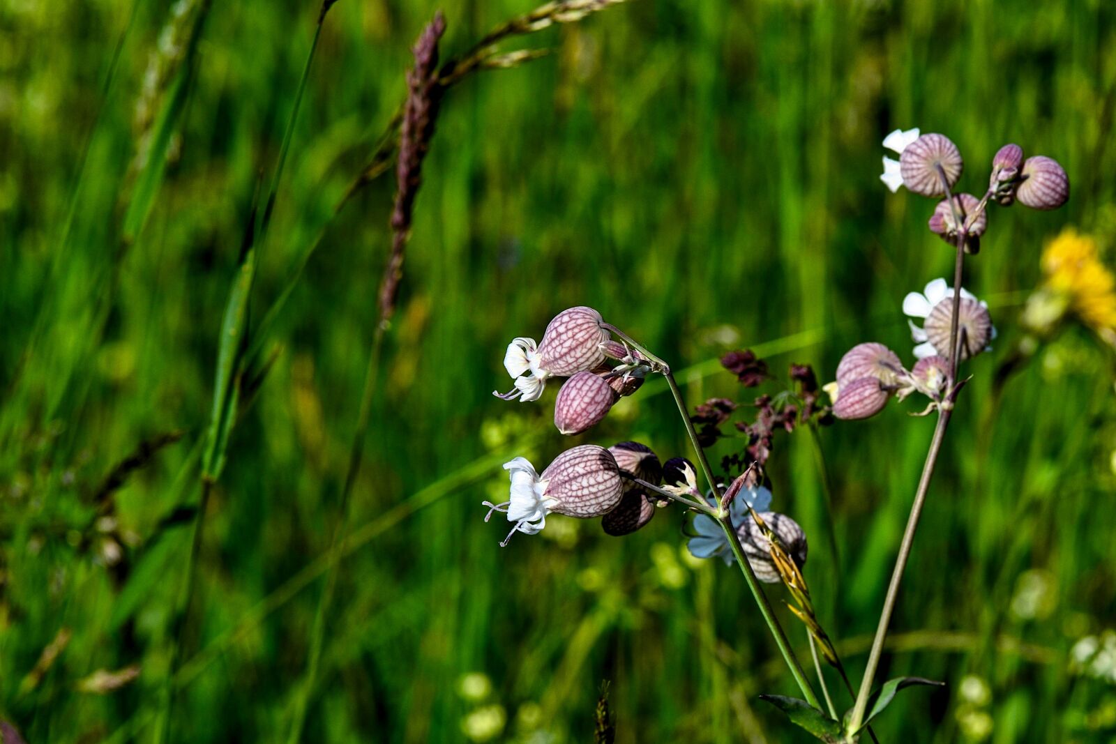 Nikon D3100 sample photo. Campion, flower, plant photography