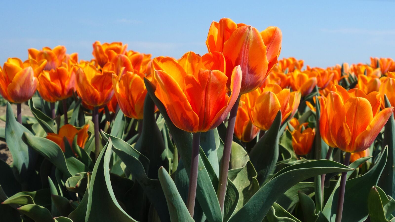 Sony Cyber-shot DSC-RX100 sample photo. Tulips, bulbs, tulip photography