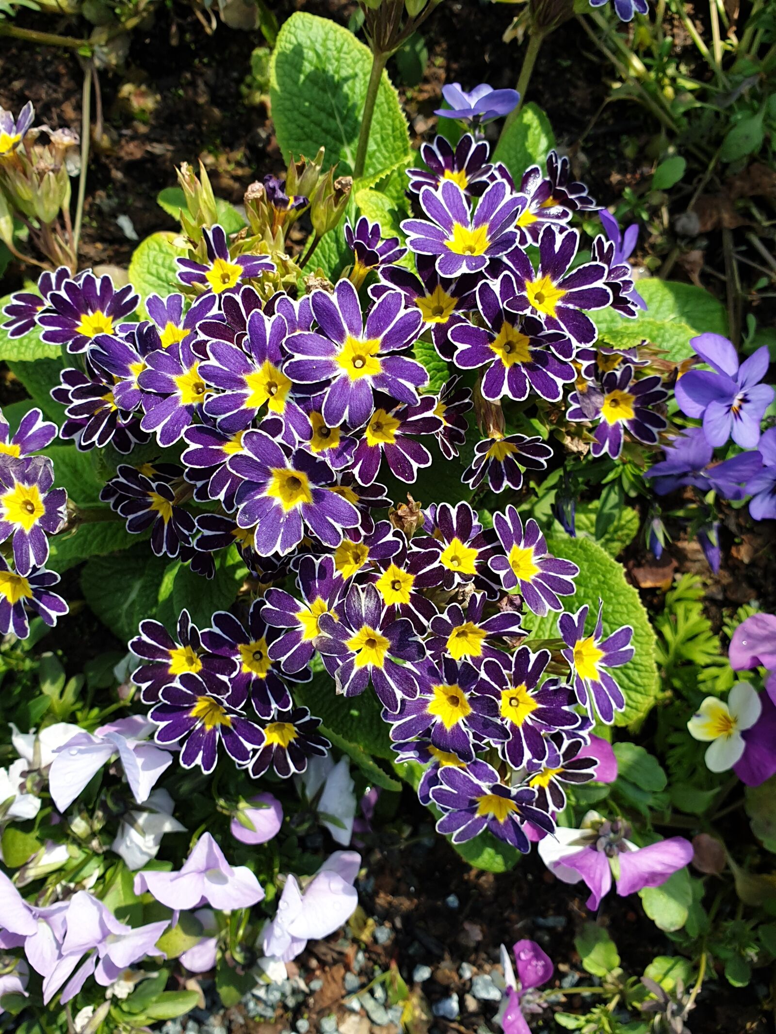 Samsung Galaxy S9+ sample photo. Flowers, primrose, purple-yellow photography