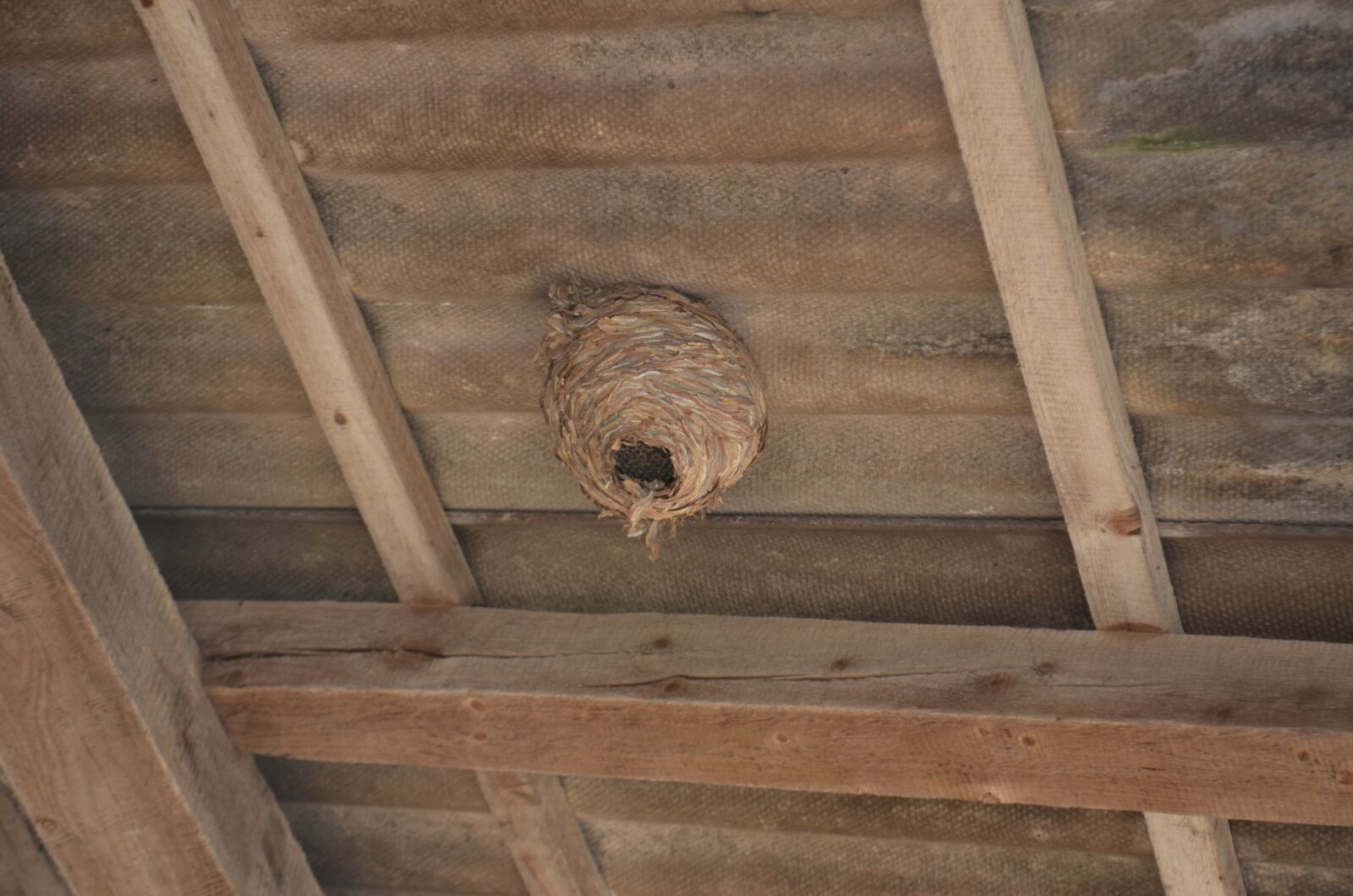 Nikon D5100 sample photo. The hive, nature, illegal photography