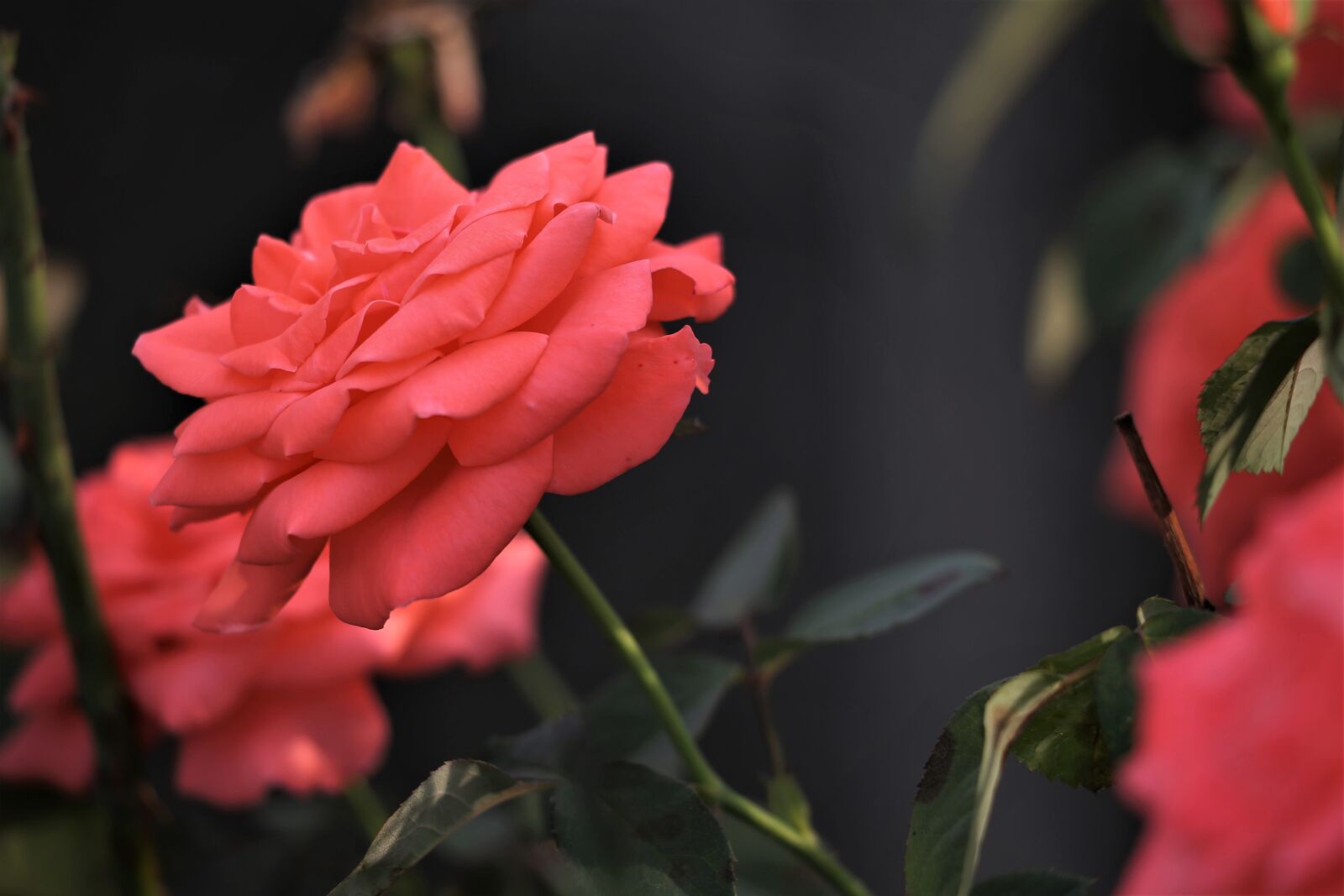 Canon EOS 6D + Canon EF 70-300 F4-5.6 IS II USM sample photo. Orange roses, romantic, colorful photography