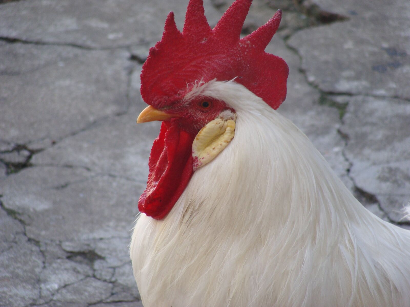 Sony Cyber-shot DSC-H10 sample photo. Cock, animal, poop photography