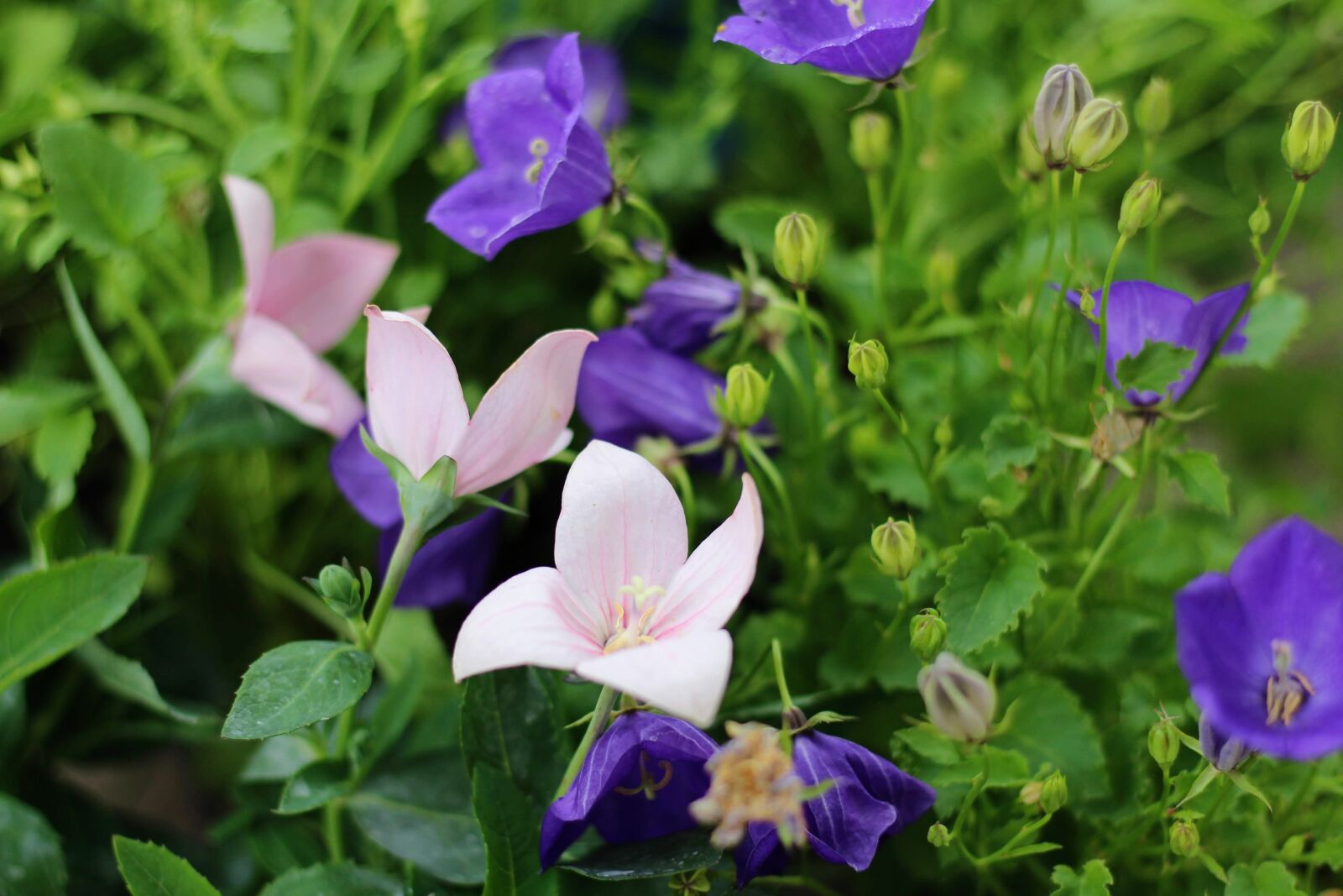 Canon EOS 700D (EOS Rebel T5i / EOS Kiss X7i) + Canon EF 50mm F1.8 STM sample photo. Flowers, ringtones, garden photography