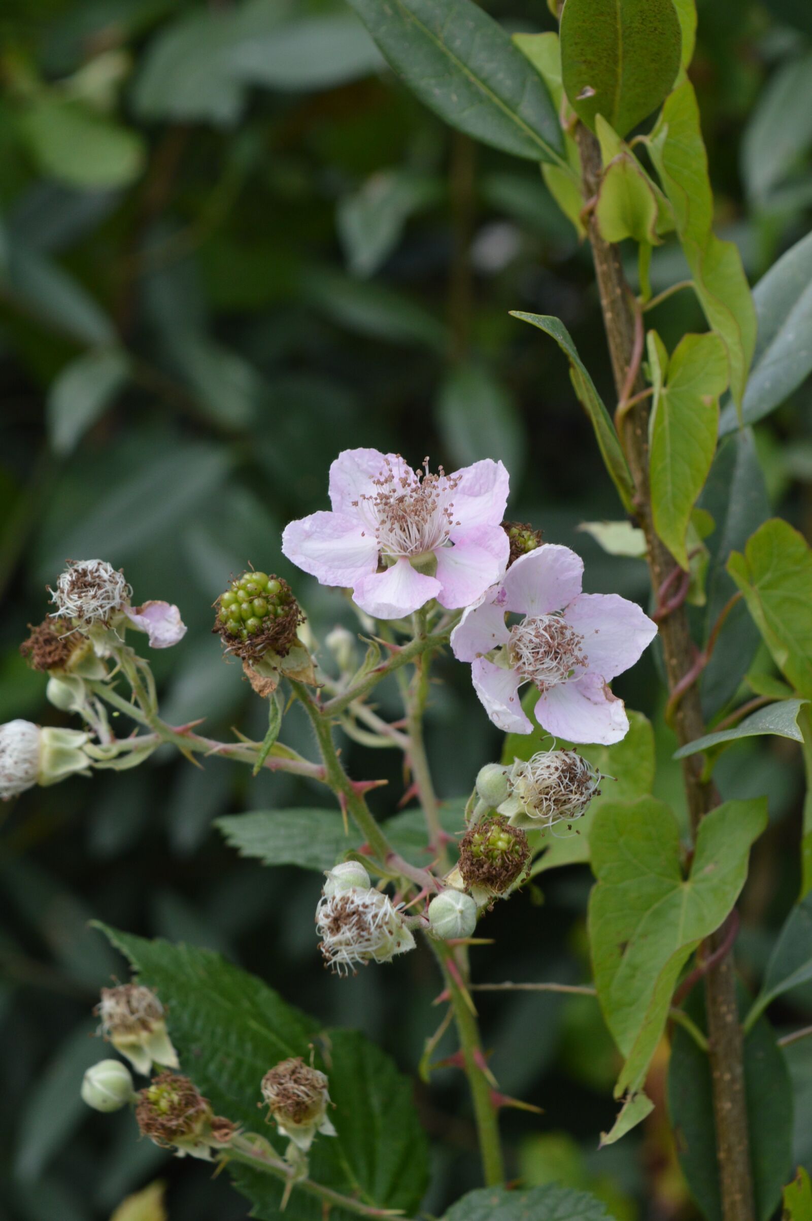 Nikon D3200 sample photo. Wild blackberry, nature, plant photography