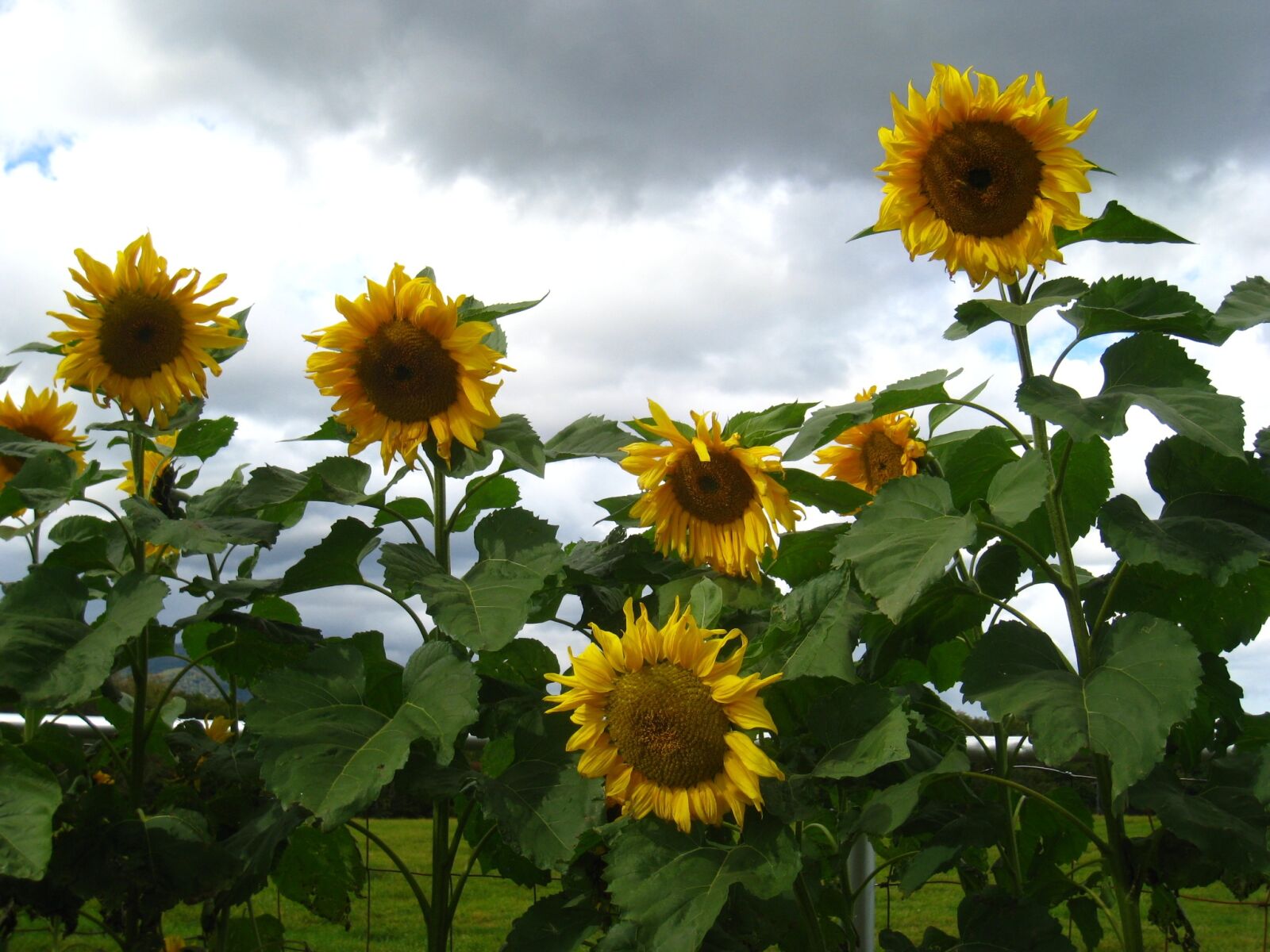 Canon IXY DIGITAL 910 IS sample photo. Sunflower, flower, sun photography