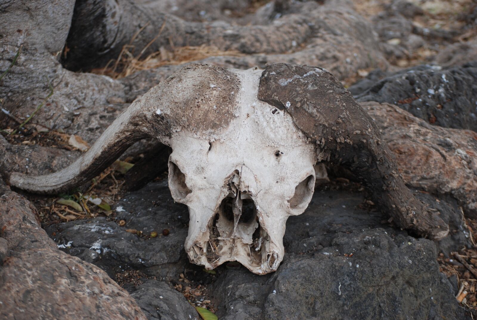 Nikon D60 sample photo. Skull, buffalo, africa photography