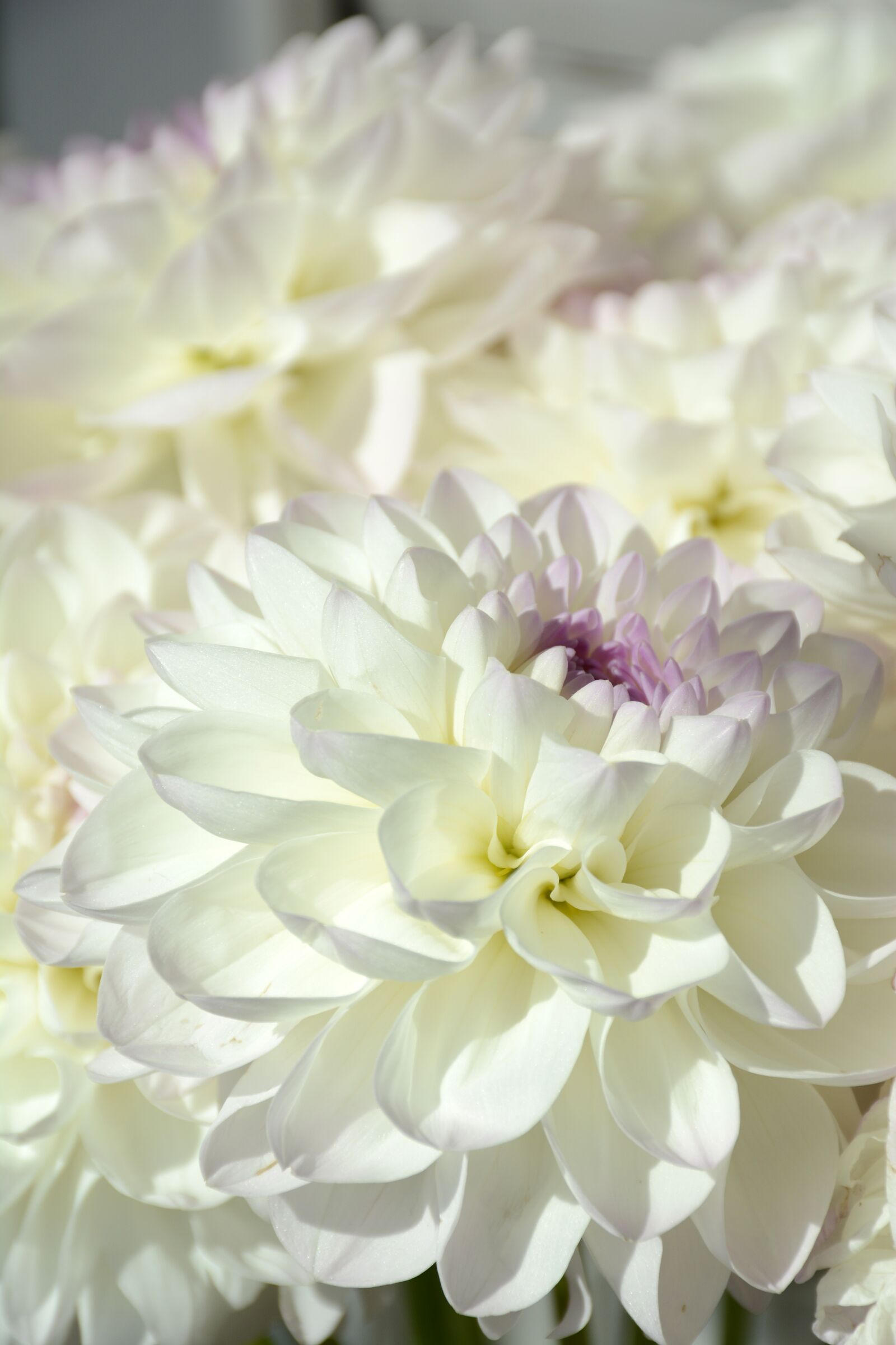 Nikon D7100 sample photo. Flowers, white, nature photography