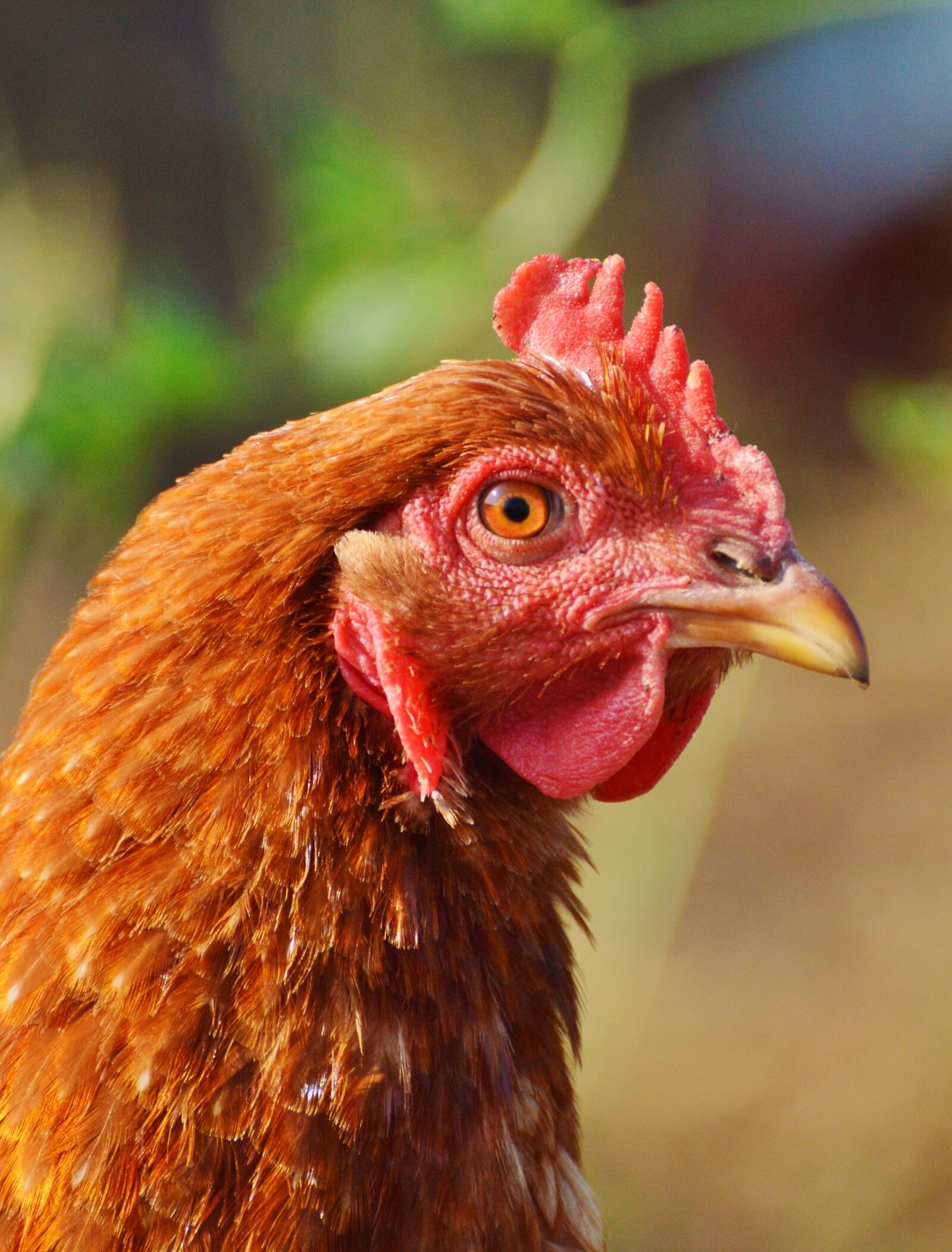 Nikon D3200 sample photo. Chicken, hen, poultry photography