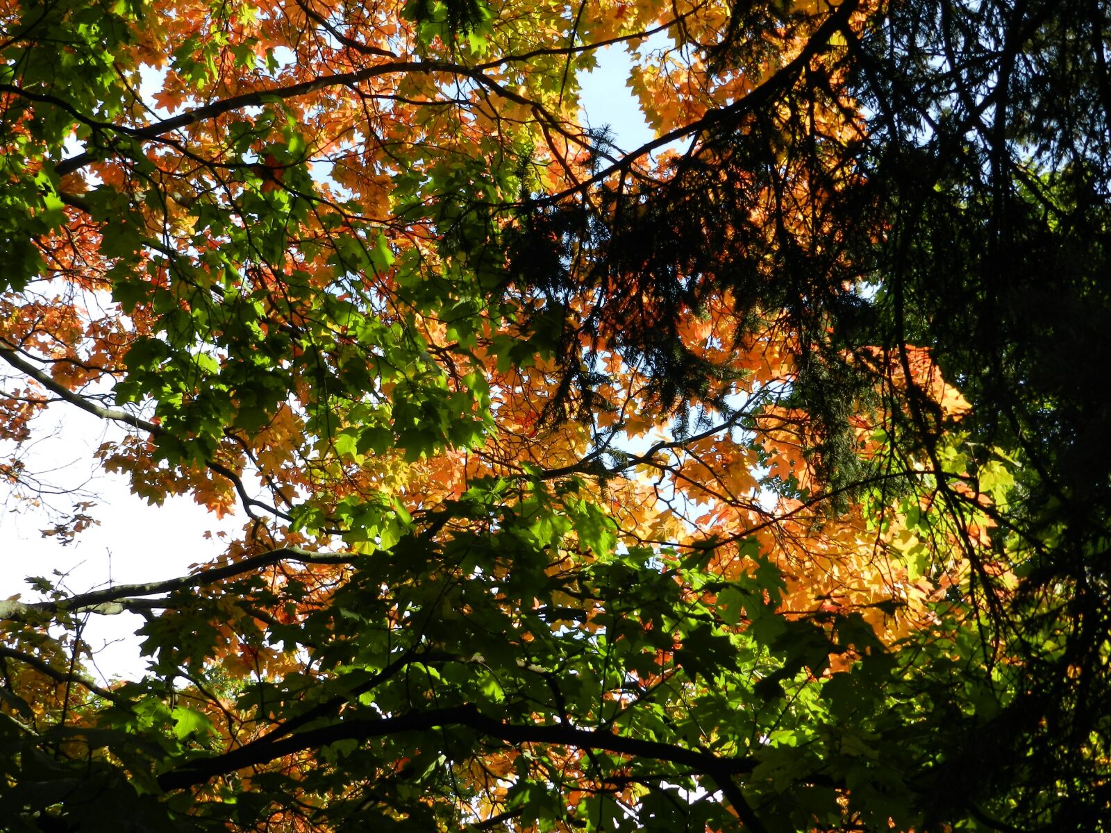 Nikon Coolpix P500 sample photo. Nature, leaves, autumn photography