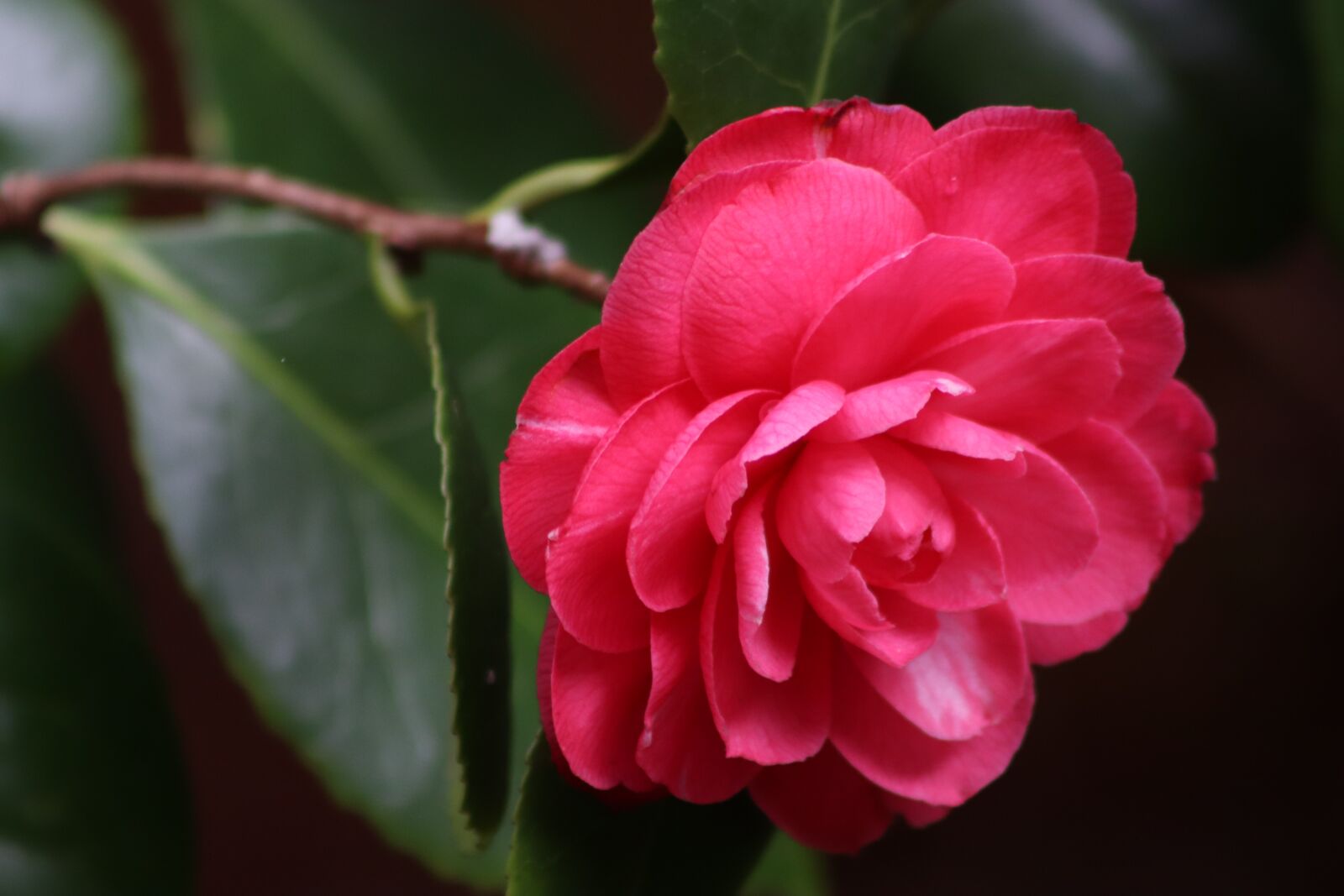 Canon EOS 800D (EOS Rebel T7i / EOS Kiss X9i) sample photo. Camellia, red, bloom photography