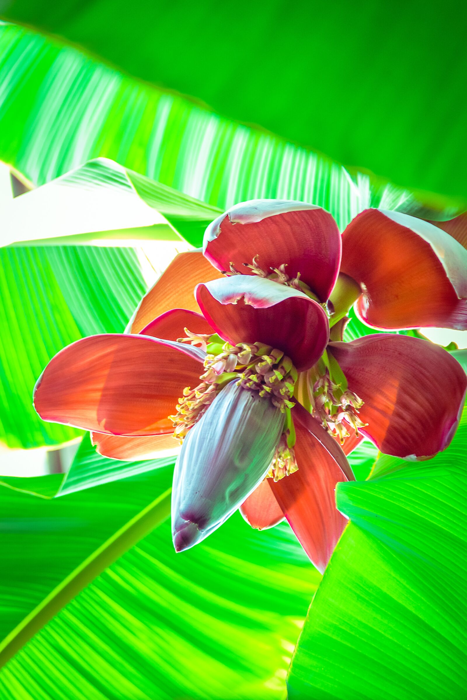 Nikon D3100 sample photo. Banana flower, greenhouse, plants photography