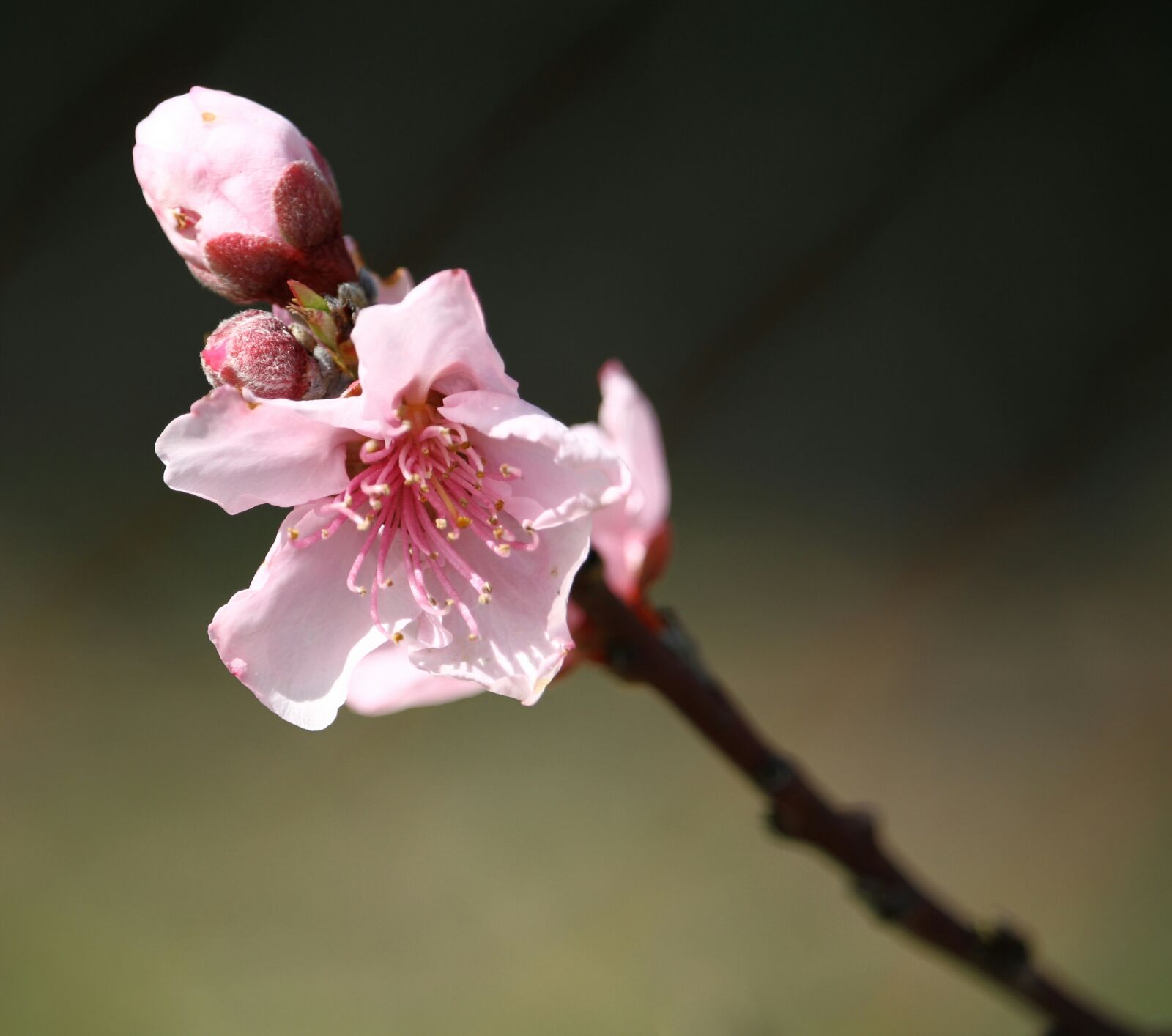 Canon EOS 7D sample photo. Flower, cherry, branch photography