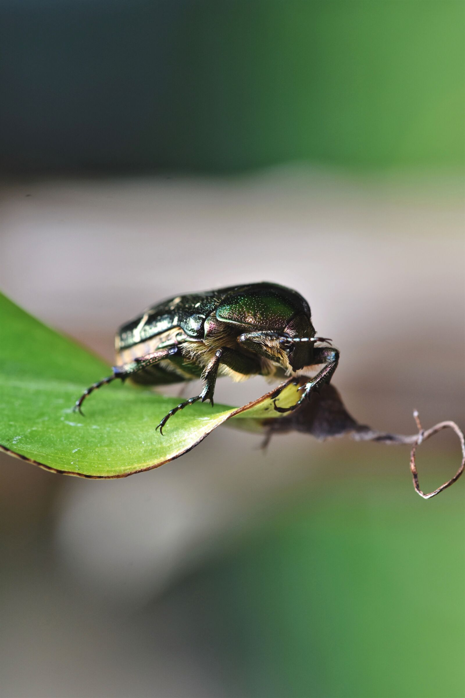 Nikon D7200 sample photo. Rose beetle, beetle, insect photography