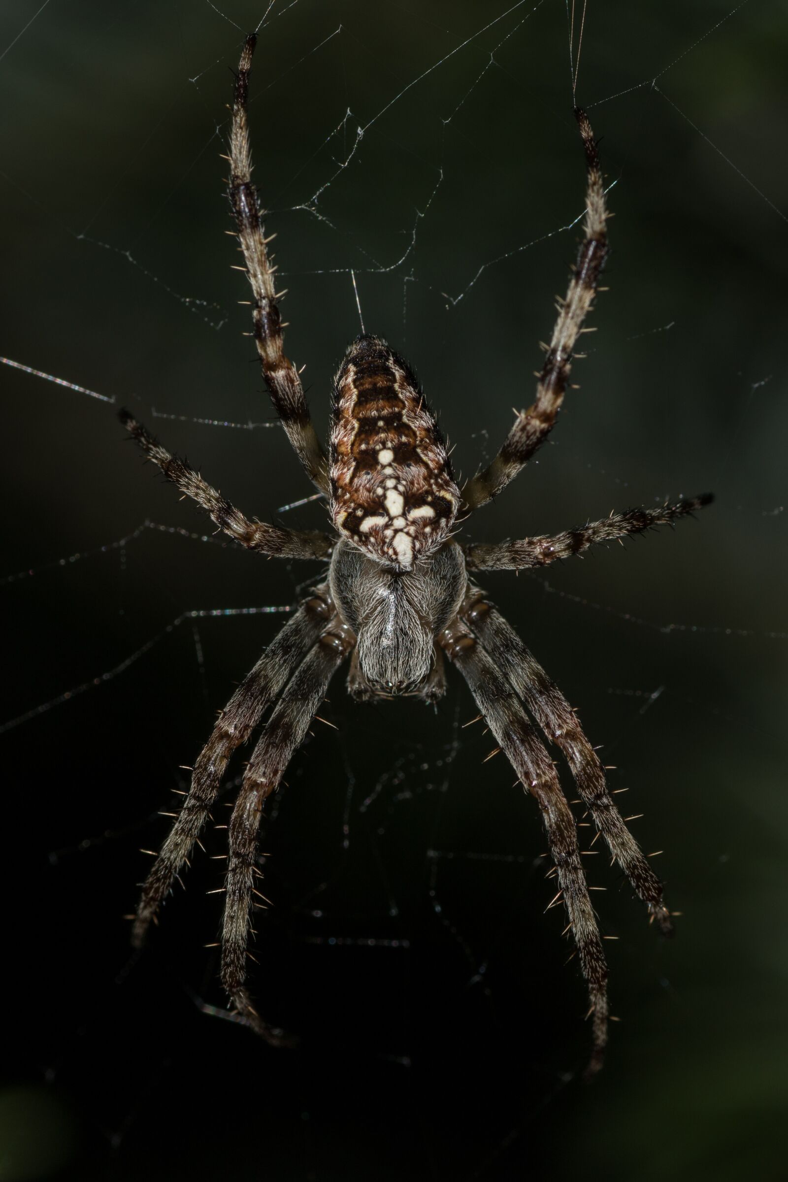 Canon EOS 7D Mark II sample photo. Spider, araneus, cobweb photography