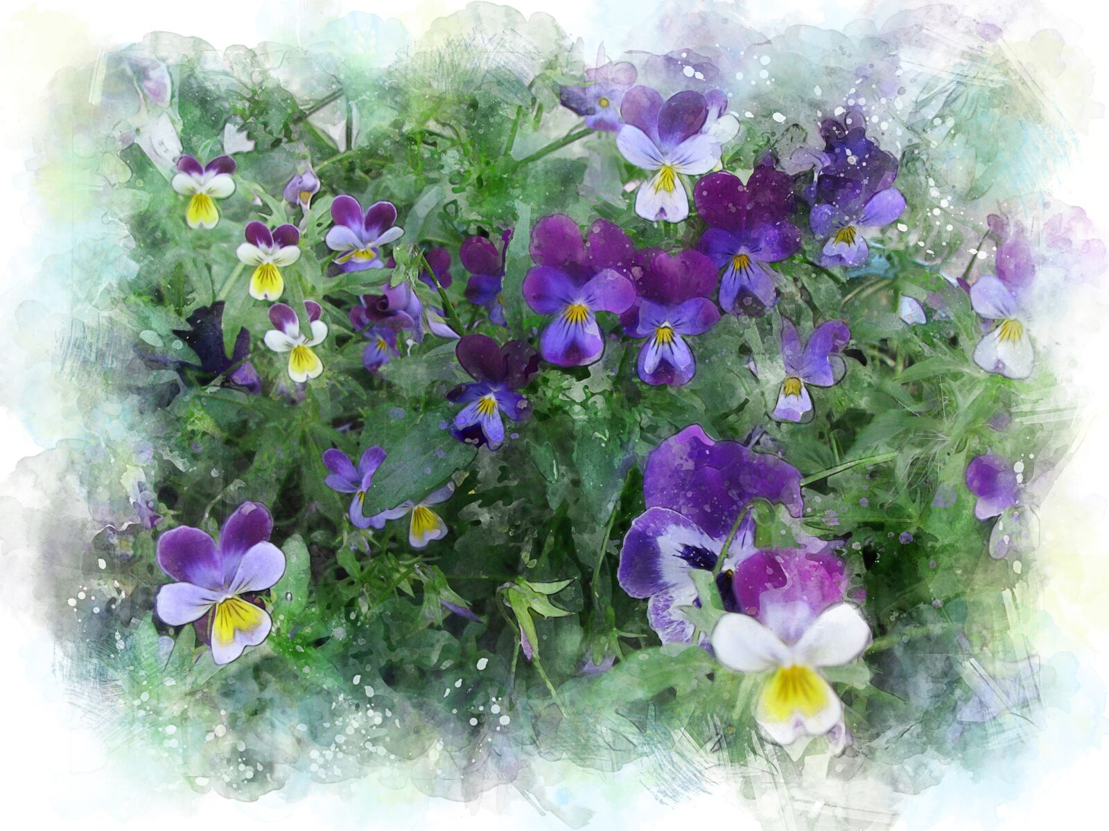 Canon POWERSHOT S5 IS sample photo. Violet, flower, multi color photography