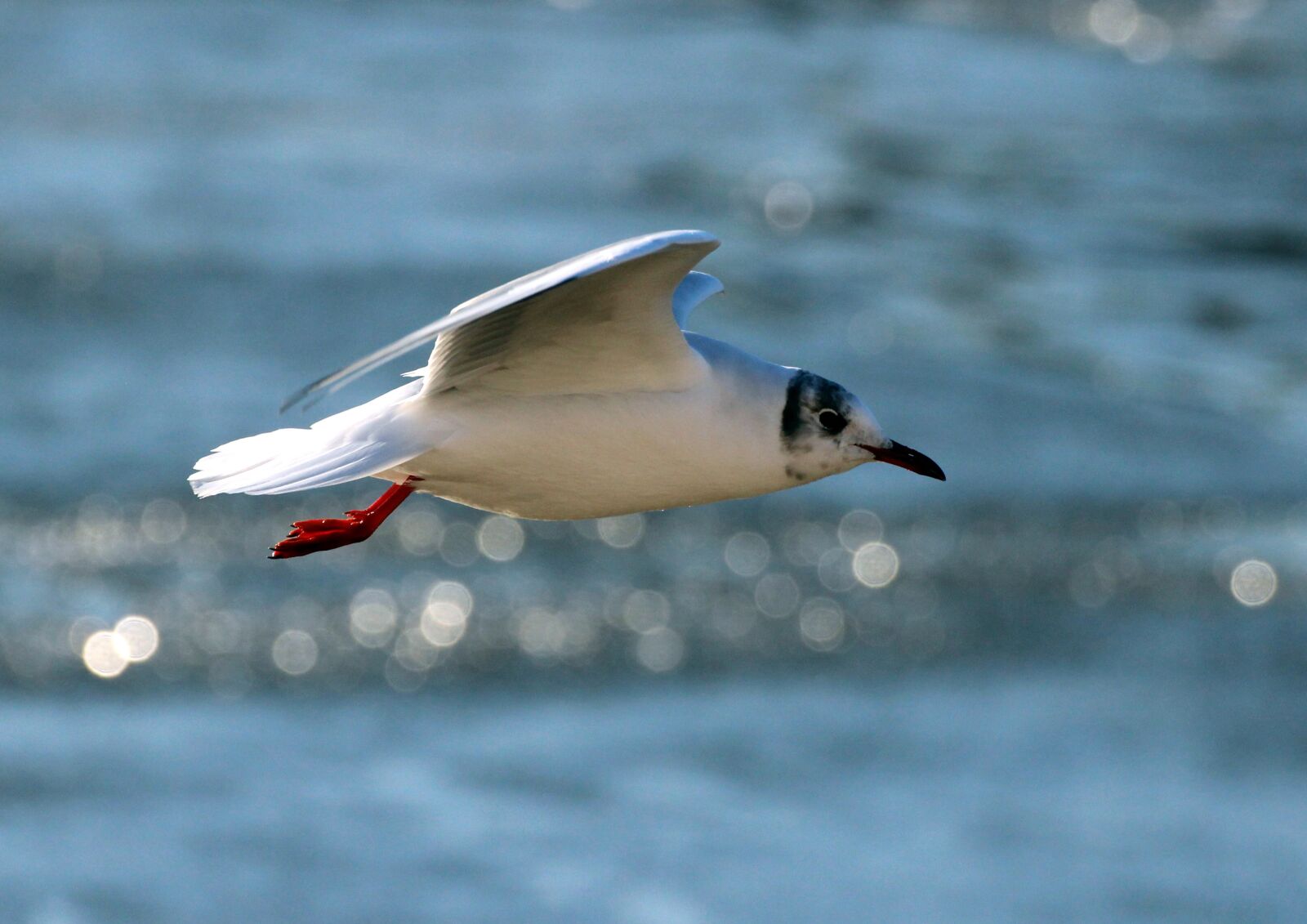 Canon EOS 600D (Rebel EOS T3i / EOS Kiss X5) sample photo. Nature, winter, birds photography