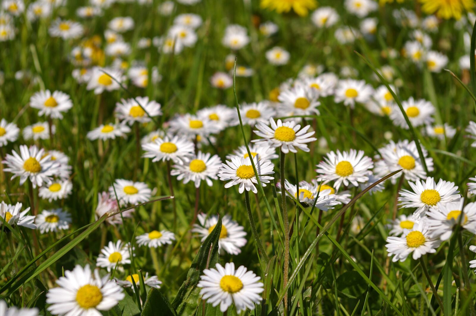 Pentax *ist DL2 sample photo. Spring meadow, meadow, spring photography