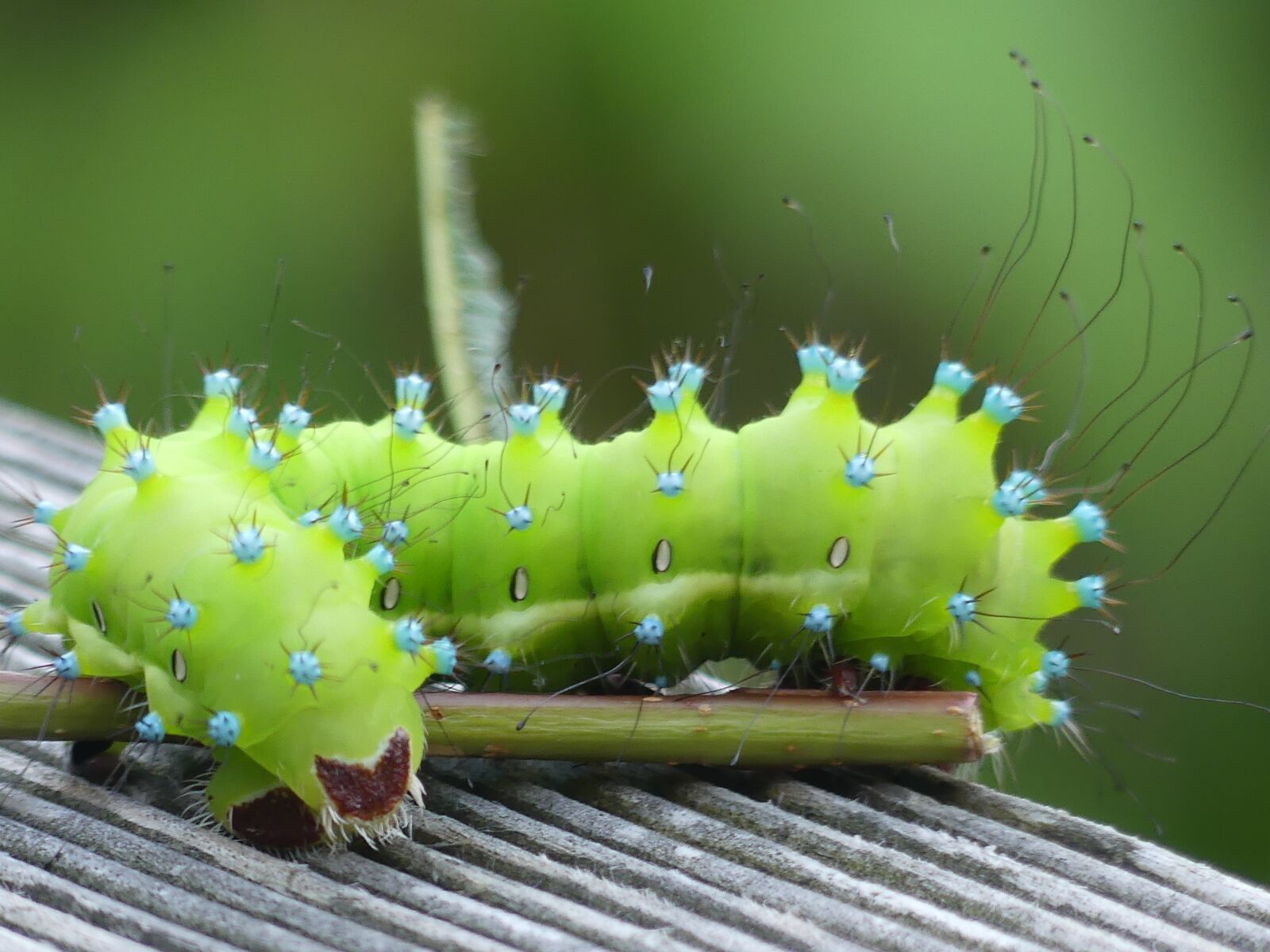 Panasonic Lumix DMC-FZ300 sample photo. Caterpillar, wiener nachtpfauenauge, insect photography