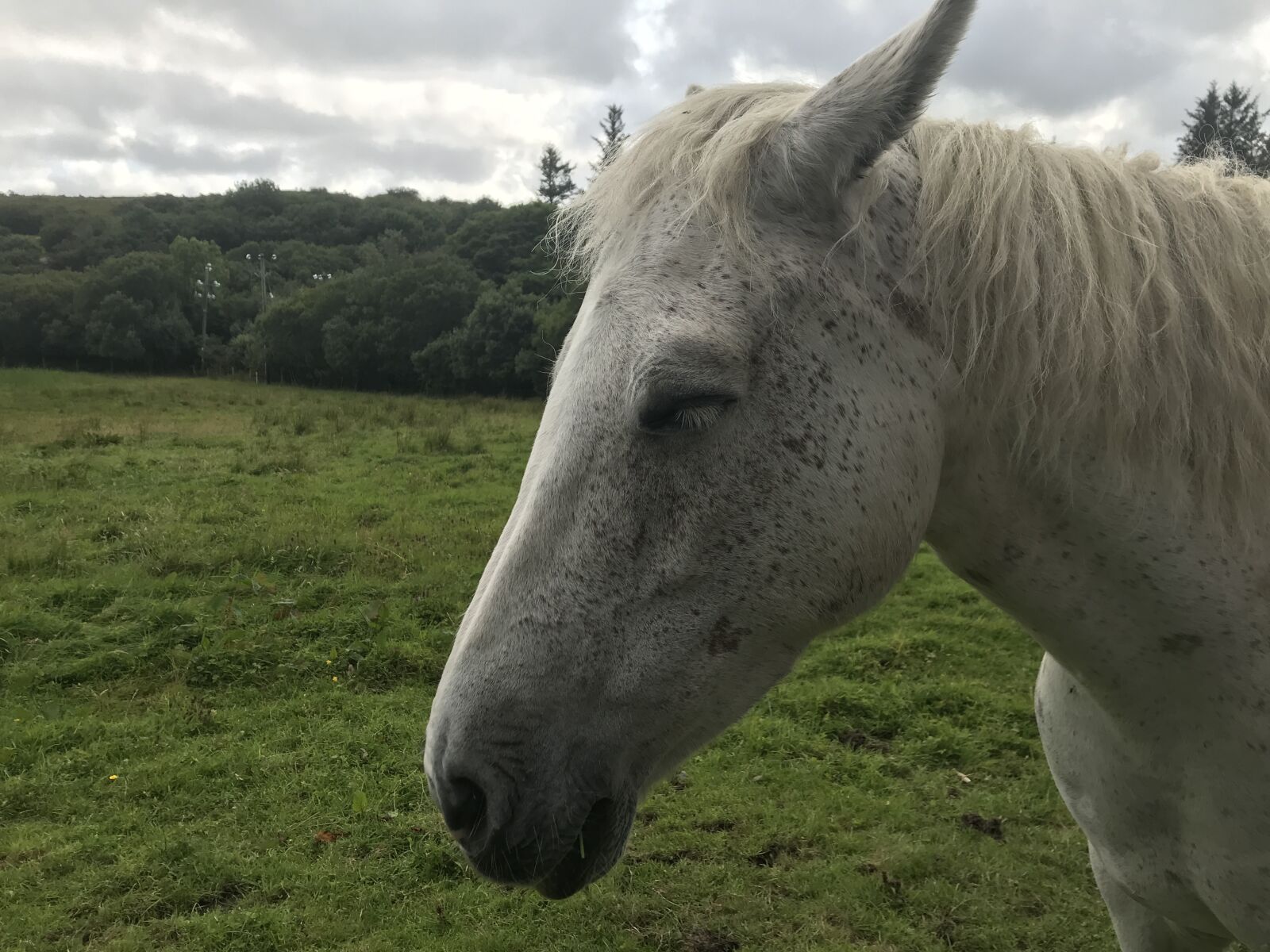 iPhone 7 back camera 3.99mm f/1.8 sample photo. Horse, ireland, nature photography