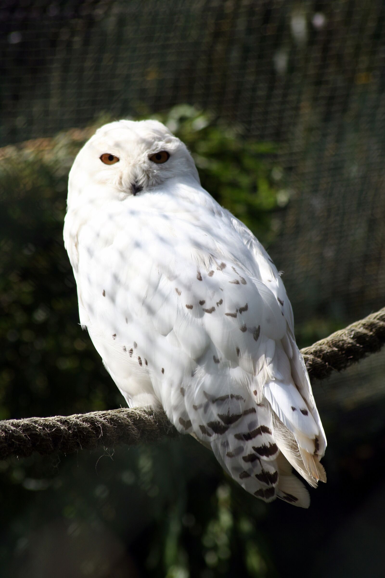 Canon EOS 350D (EOS Digital Rebel XT / EOS Kiss Digital N) sample photo. Owl, zoo, animal photography