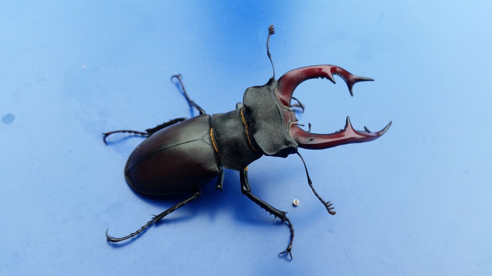 Samsung Galaxy S5 sample photo. Stag-beetle, bug, beetle photography
