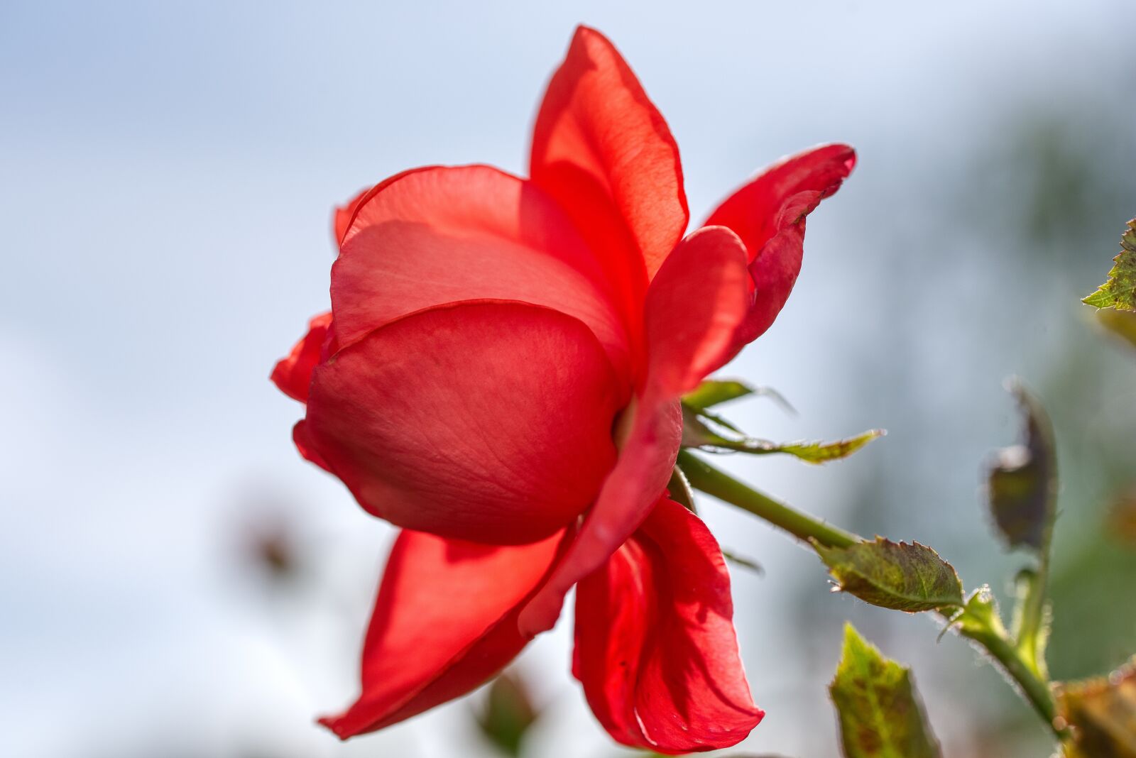 Nikon D750 sample photo. Rose, red, bright photography