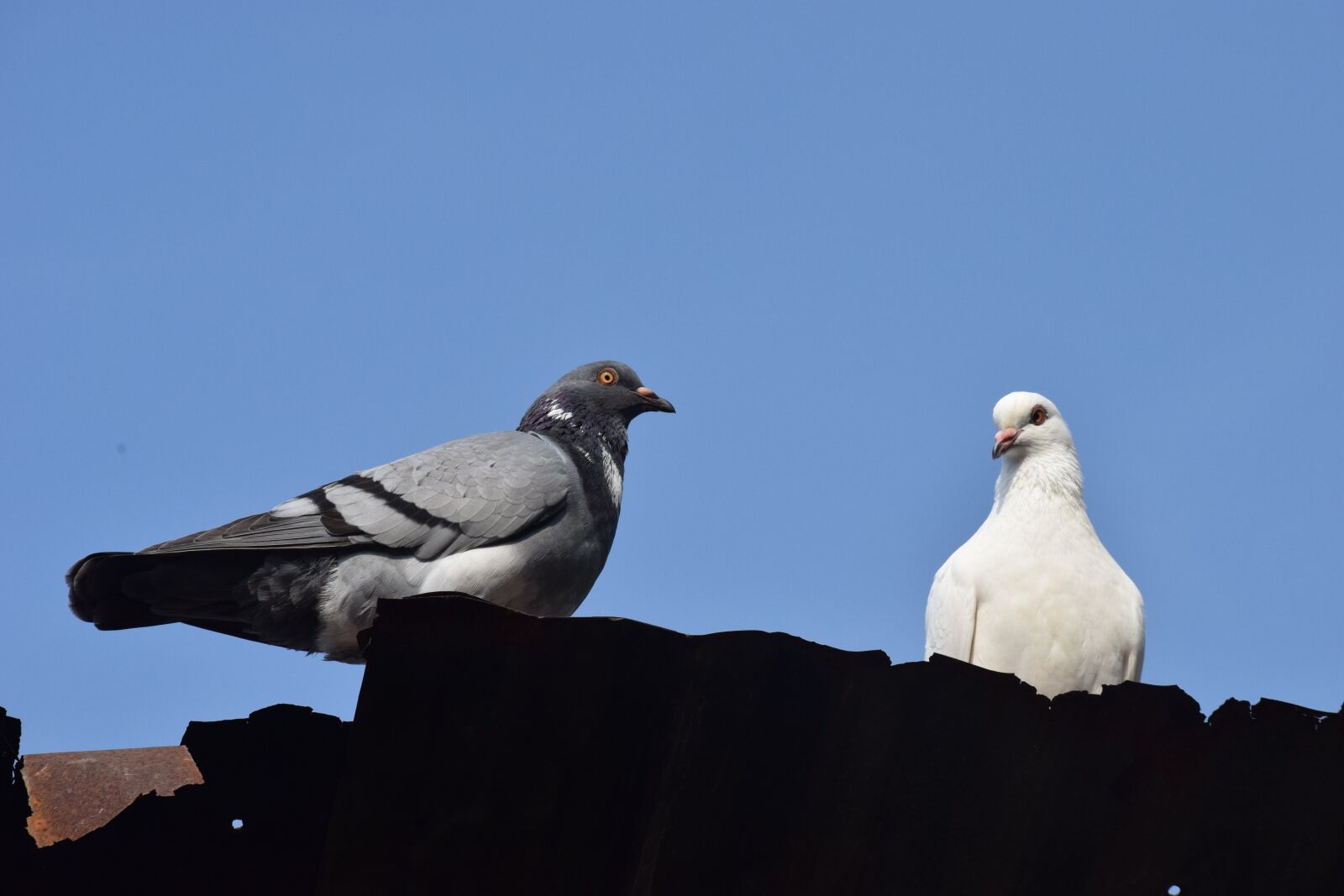 Nikon D3300 sample photo. Dove, loyalty, dong nai photography