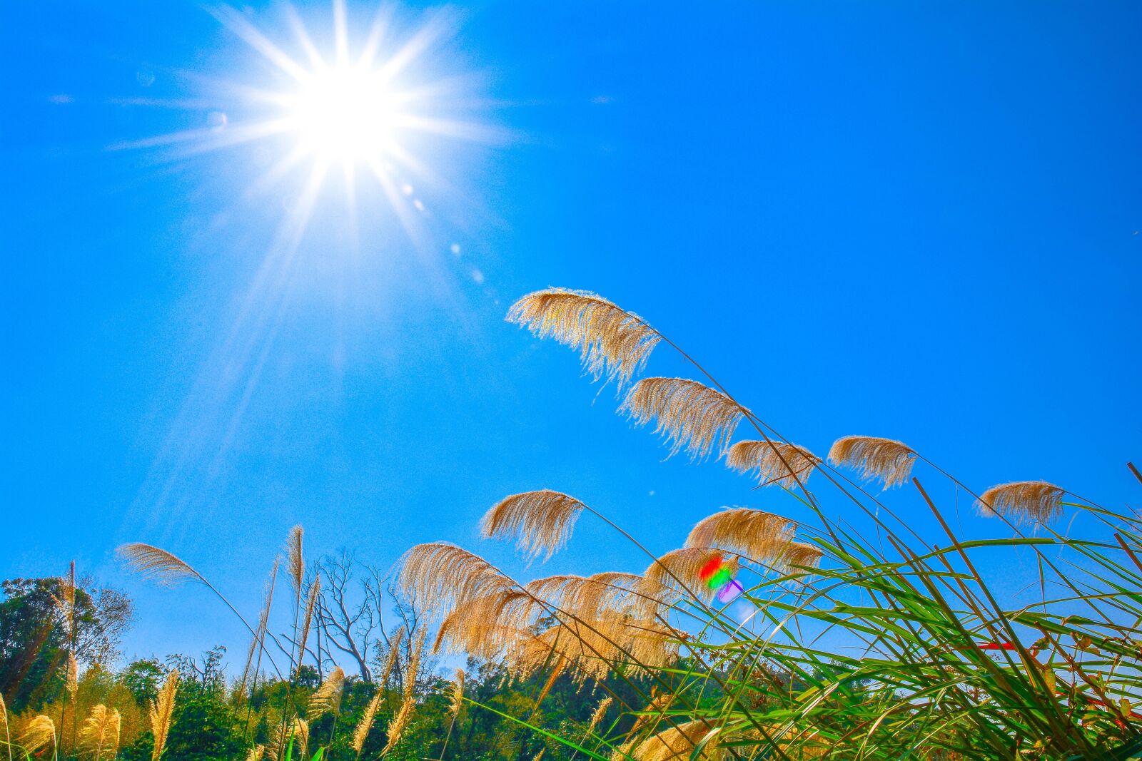 Nikon D7100 sample photo. Miscanthus, sunshine, sky photography