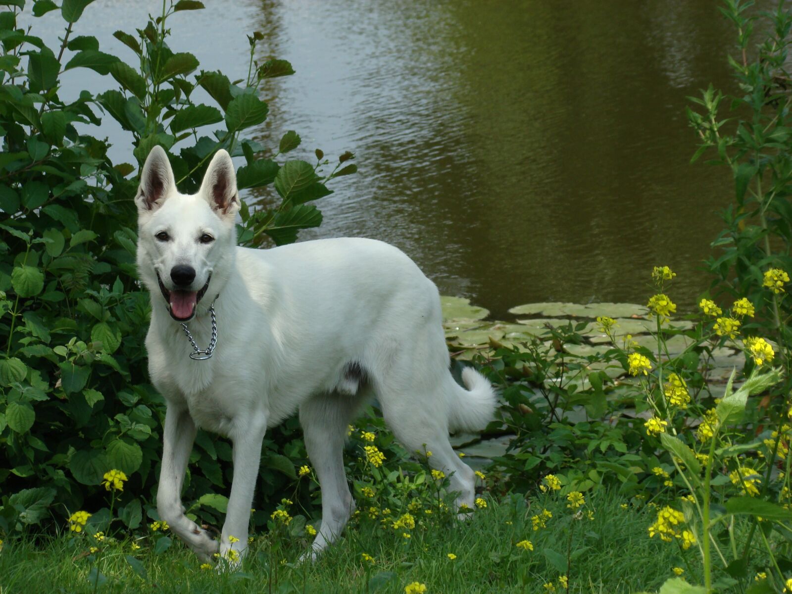 Sony DSC-H9 sample photo. Dog, park, white shepherd photography