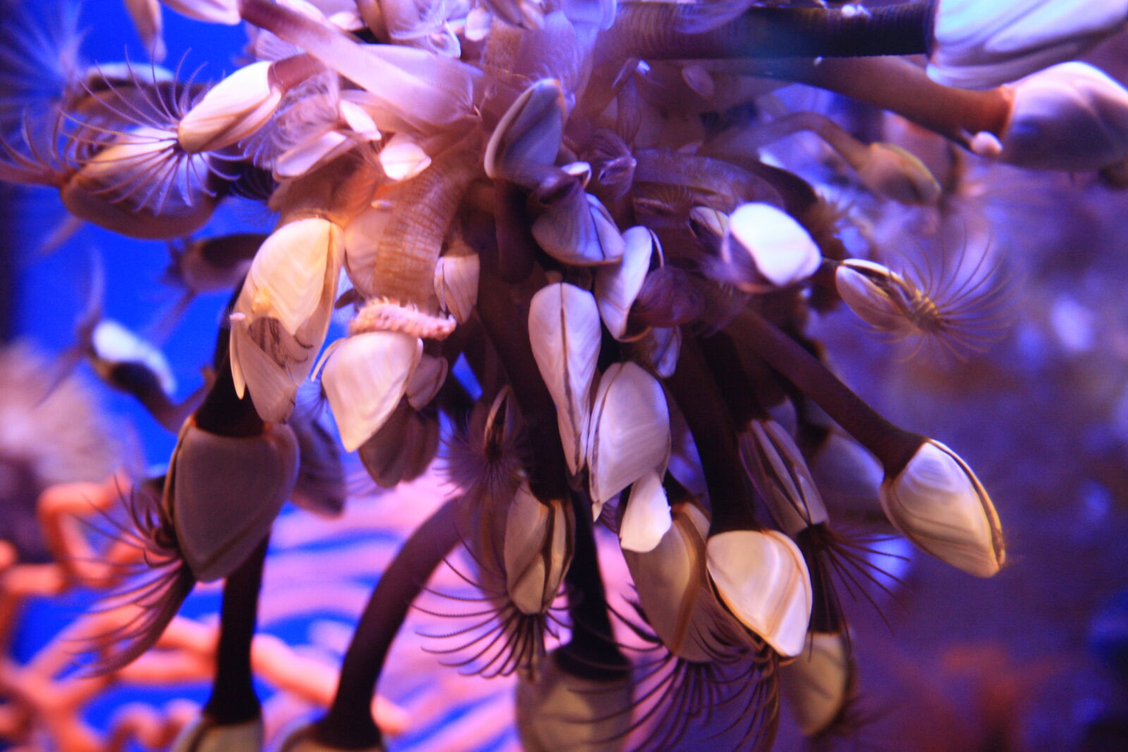 Canon EF-S 18-55mm F3.5-5.6 II sample photo. Aquarium, muscle, sea, anemone photography
