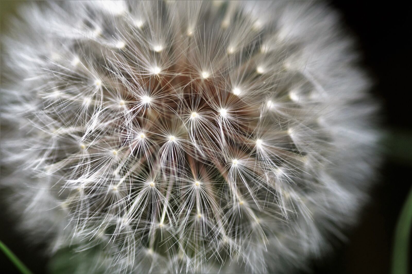 Sony SLT-A58 sample photo. Dandelion, faded, fluff photography