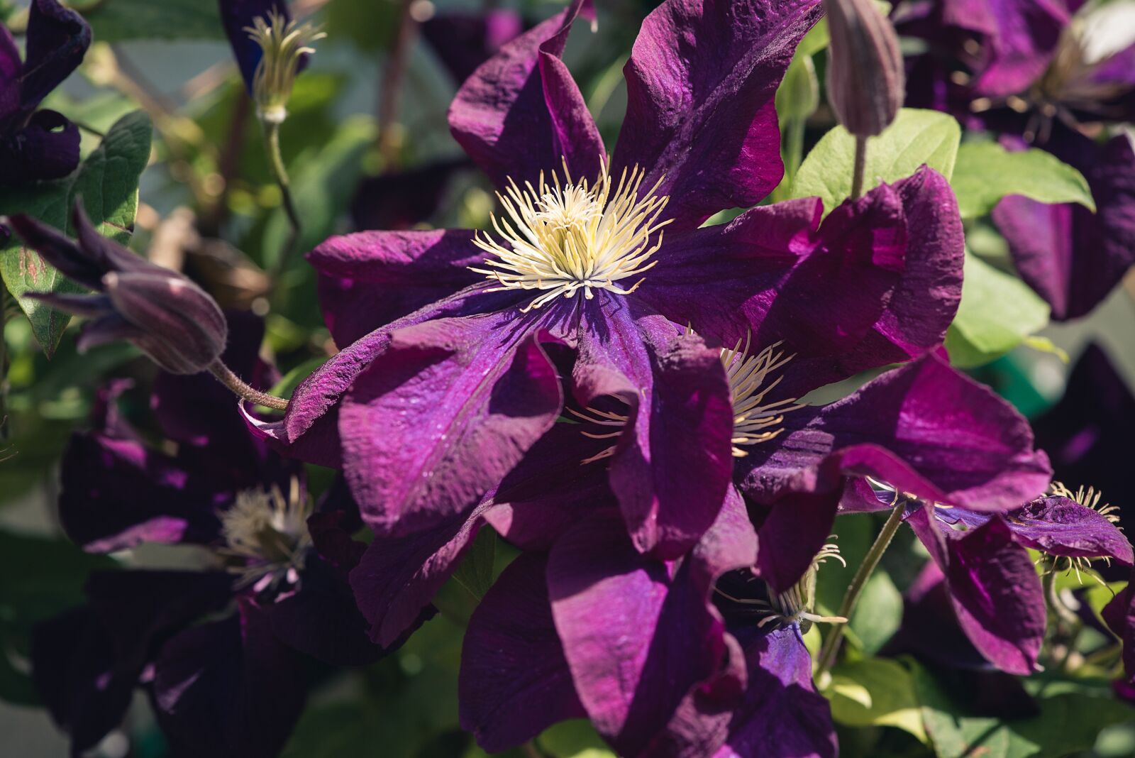 Nikon D750 sample photo. Clematis, purple, purple clematis photography