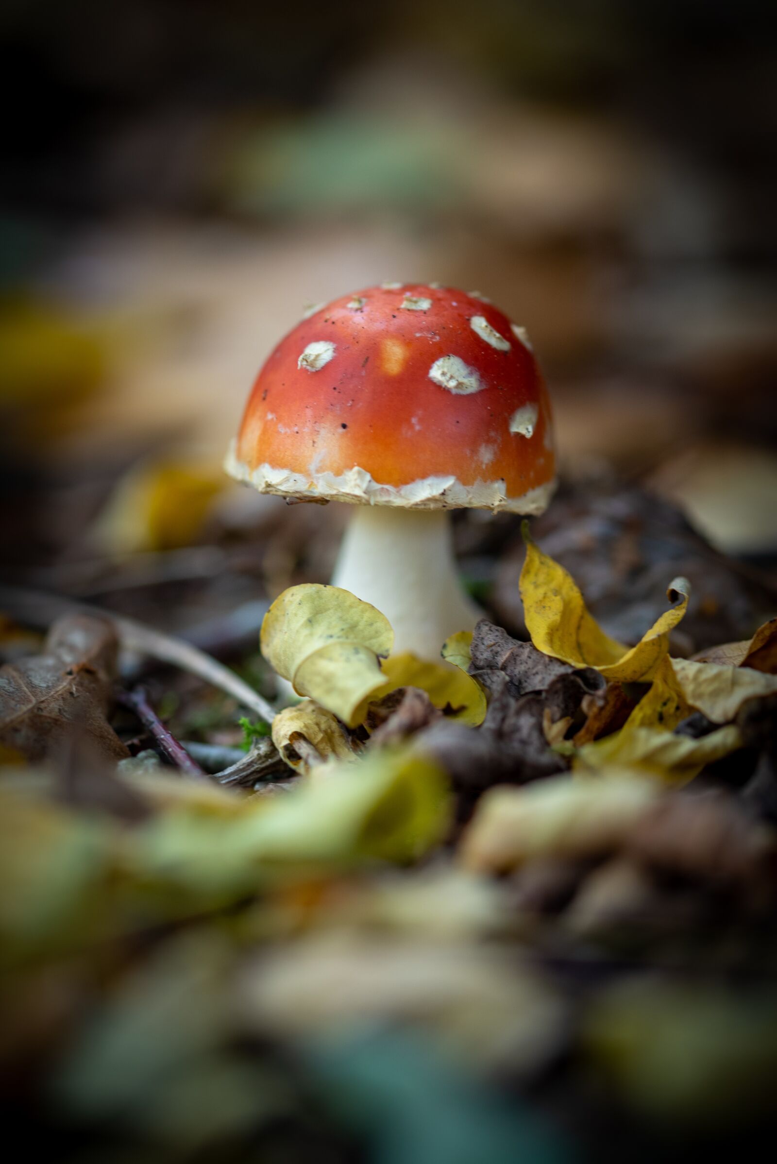 Nikon D750 sample photo. Mushroom, nature, red with photography