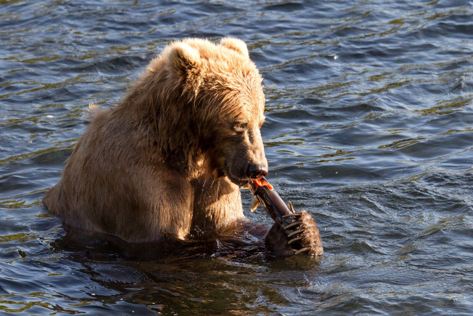 Canon EOS 6D sample photo. Brown bear, sitt, water photography