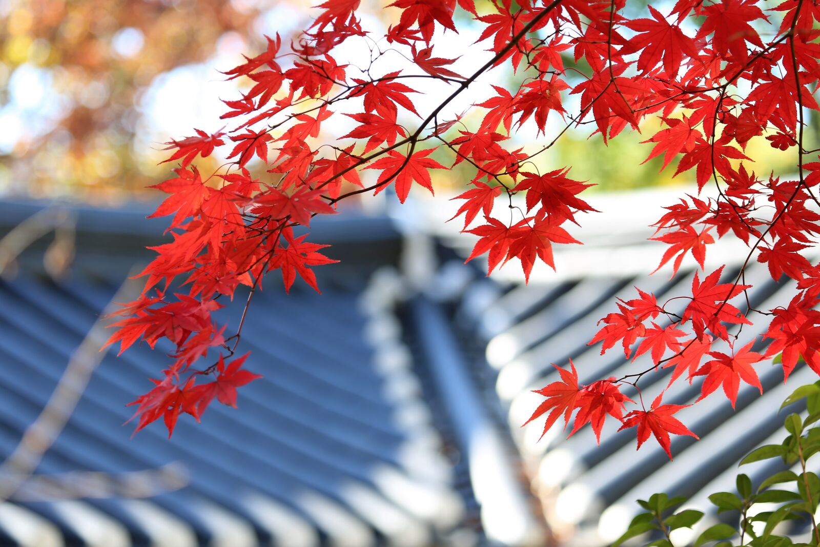 Canon EF 100-400mm F4.5-5.6L IS USM sample photo. Autumn, autumn leaves, the photography