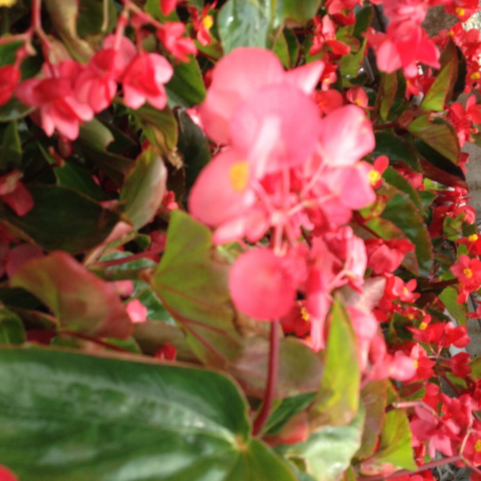 Apple iPhone 4S sample photo. Nature, botanical garden, summer photography