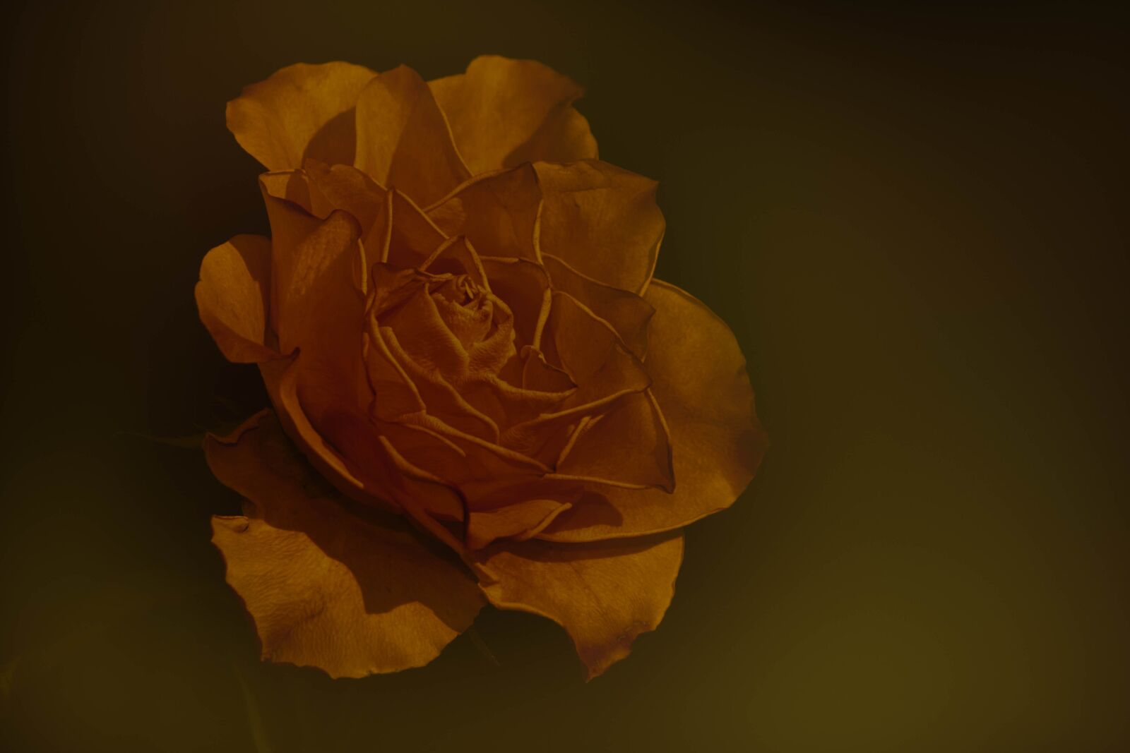 Nikon D3100 sample photo. Rose, flower, garden photography