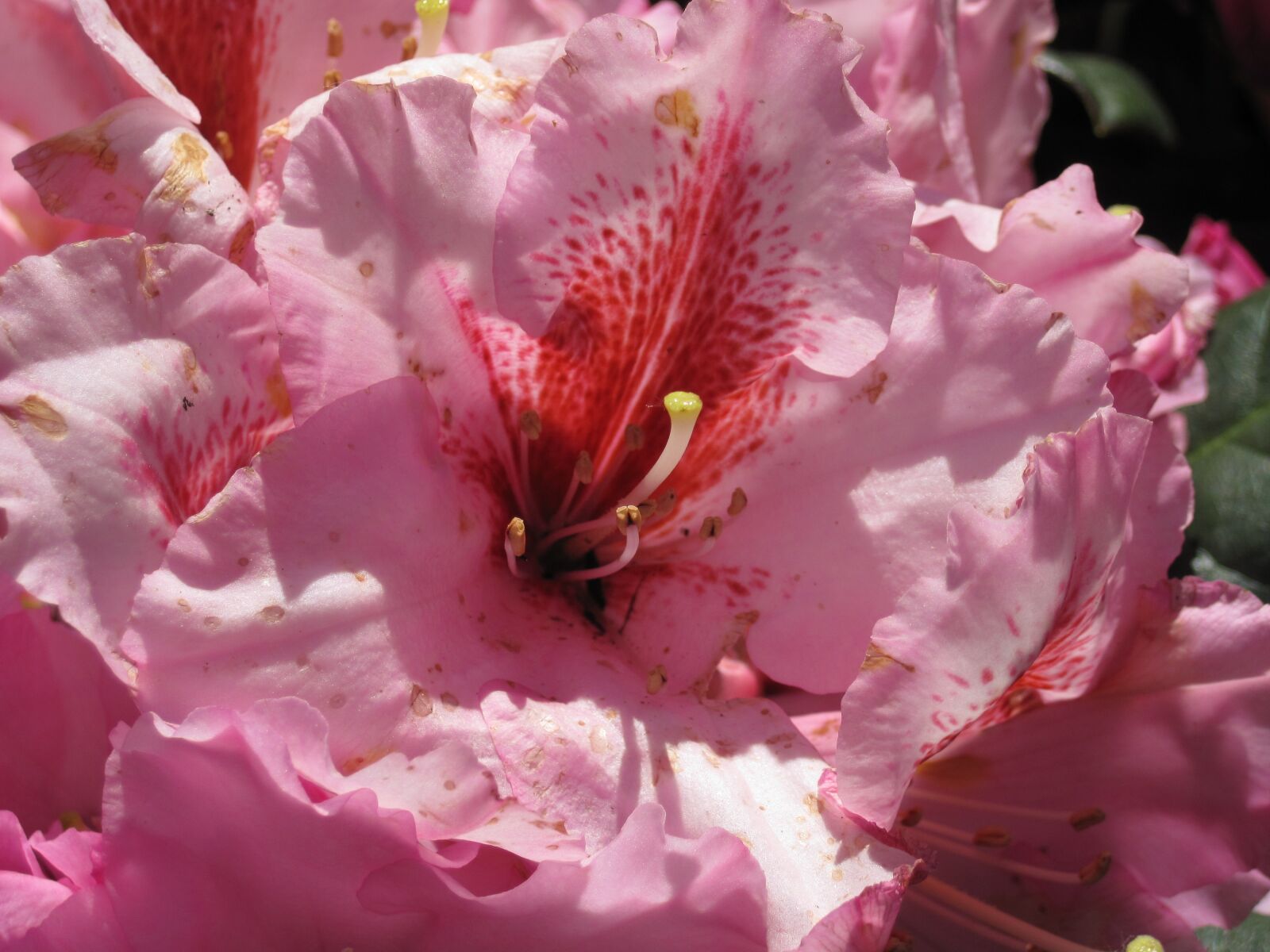 Canon PowerShot D10 sample photo. Azalea, flower, pink photography