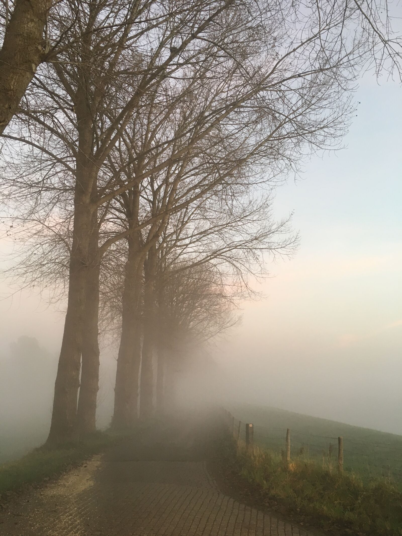 Apple iPhone 6s sample photo. Road, foggy, trees photography
