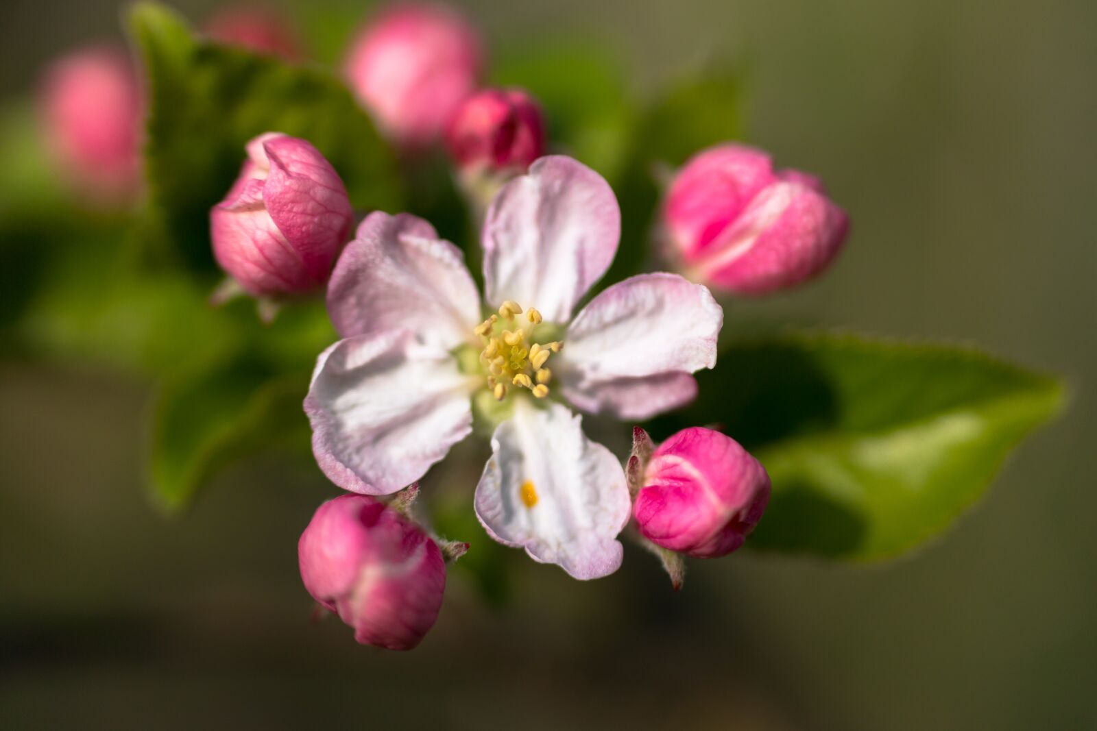 Samsung NX300M sample photo. Pistil, apple blossom, apple photography