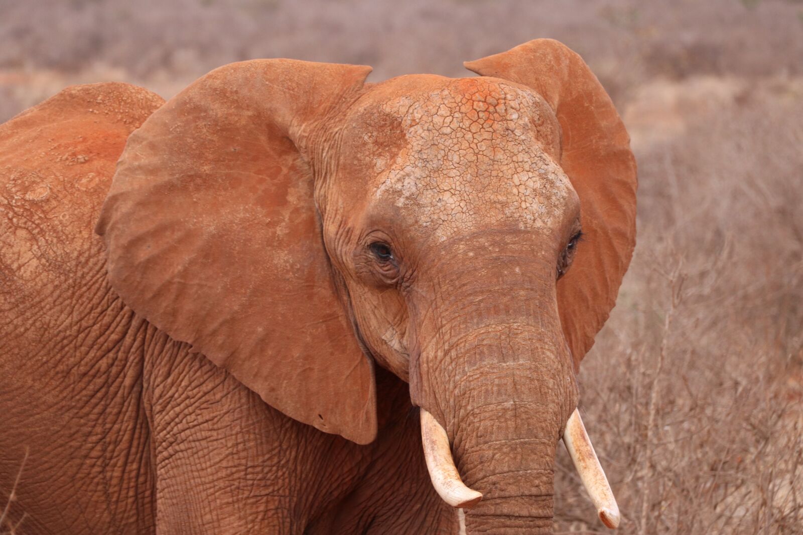 Canon EOS 80D sample photo. Elephant, kenya, safari photography
