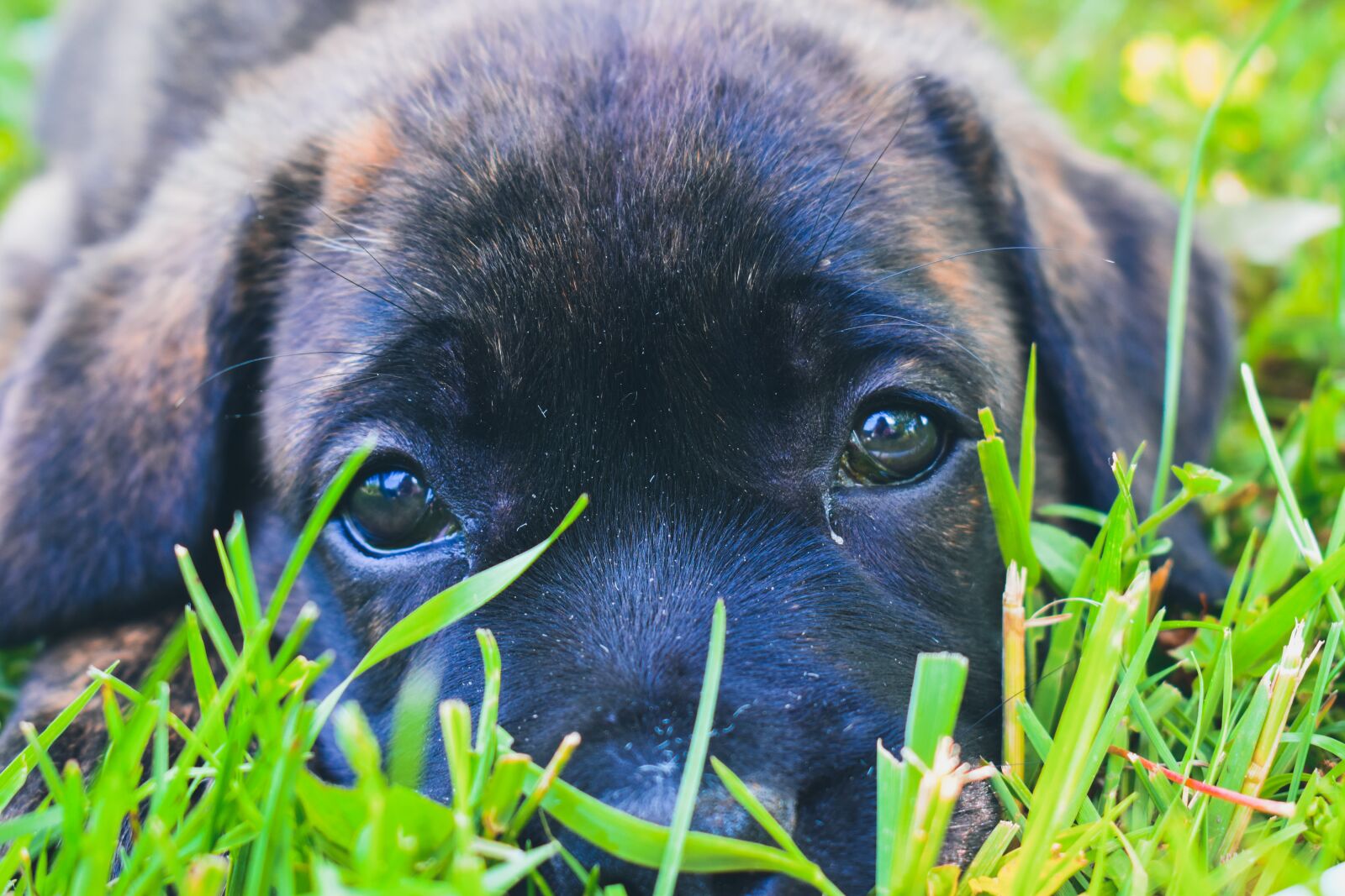 Nikon D3500 sample photo. Dog, puppy, brown photography