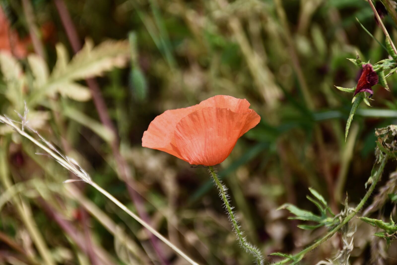 Nikon D5600 sample photo. Flower, flower poppy, wild photography