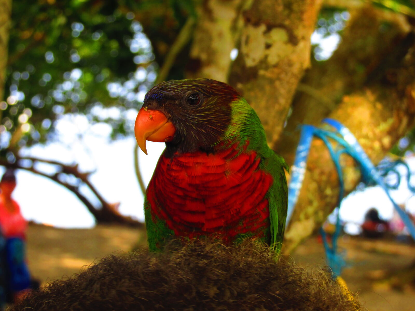 Canon PowerShot SX170 IS sample photo. Bird, brown, green, parrot photography