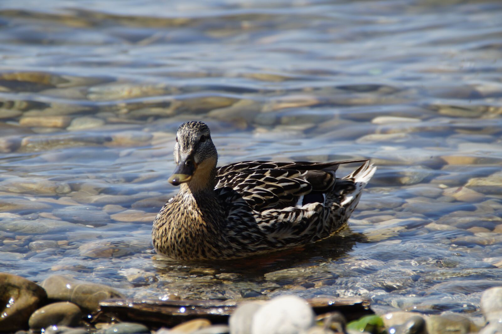 Sony SLT-A58 sample photo. Ducks, mallards, birds photography